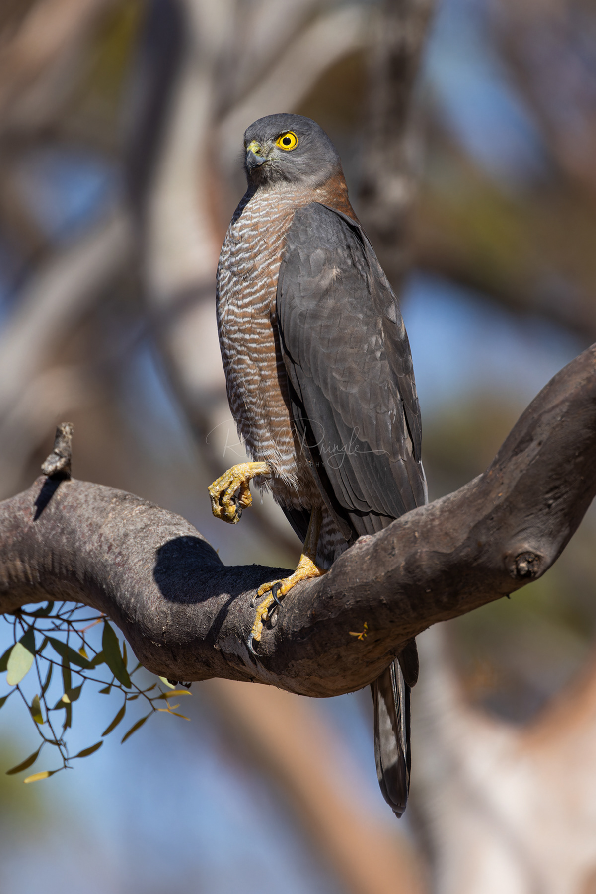 Collared Sparrowhawk
