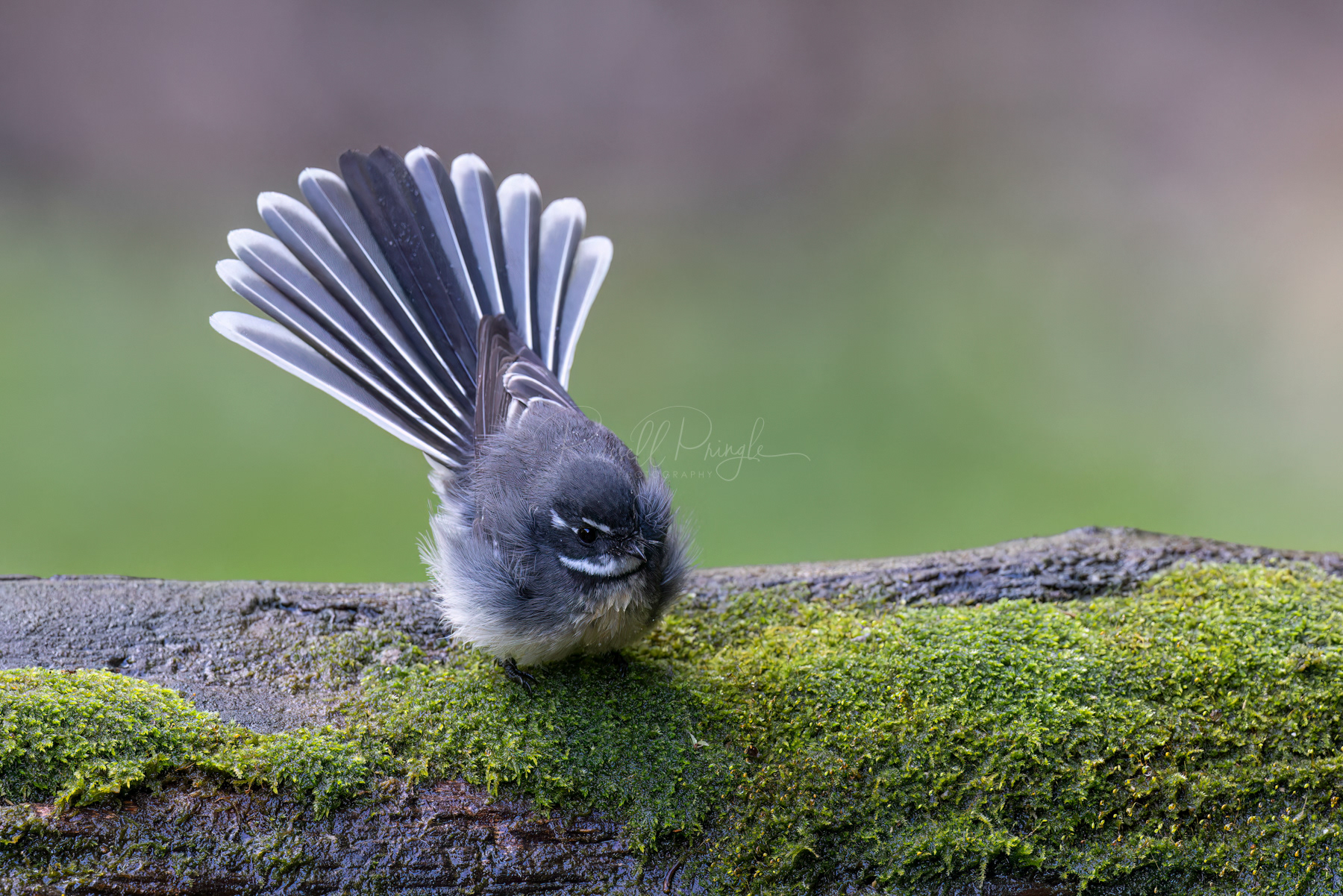 Grey Fantail