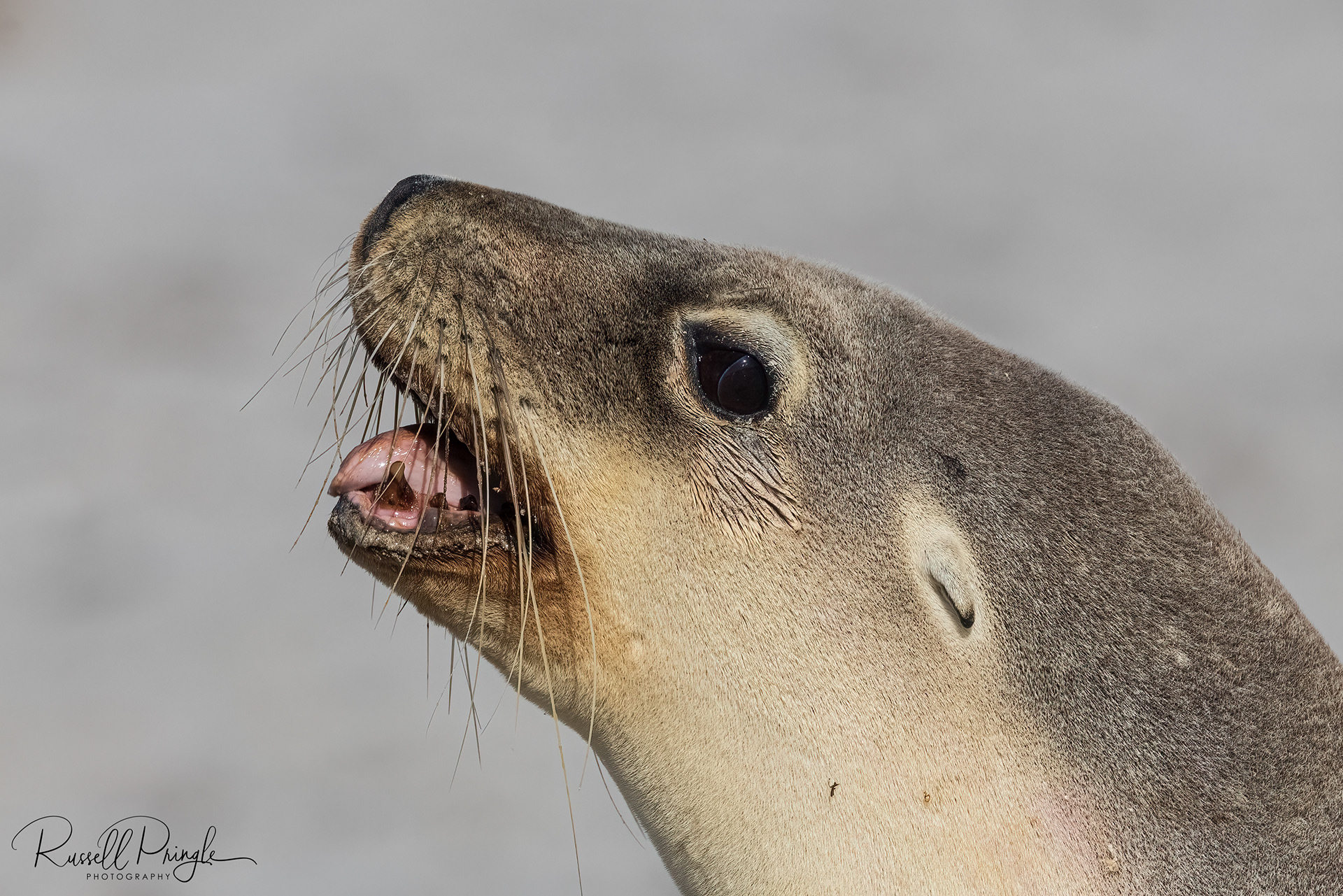 Australian Sea lion
