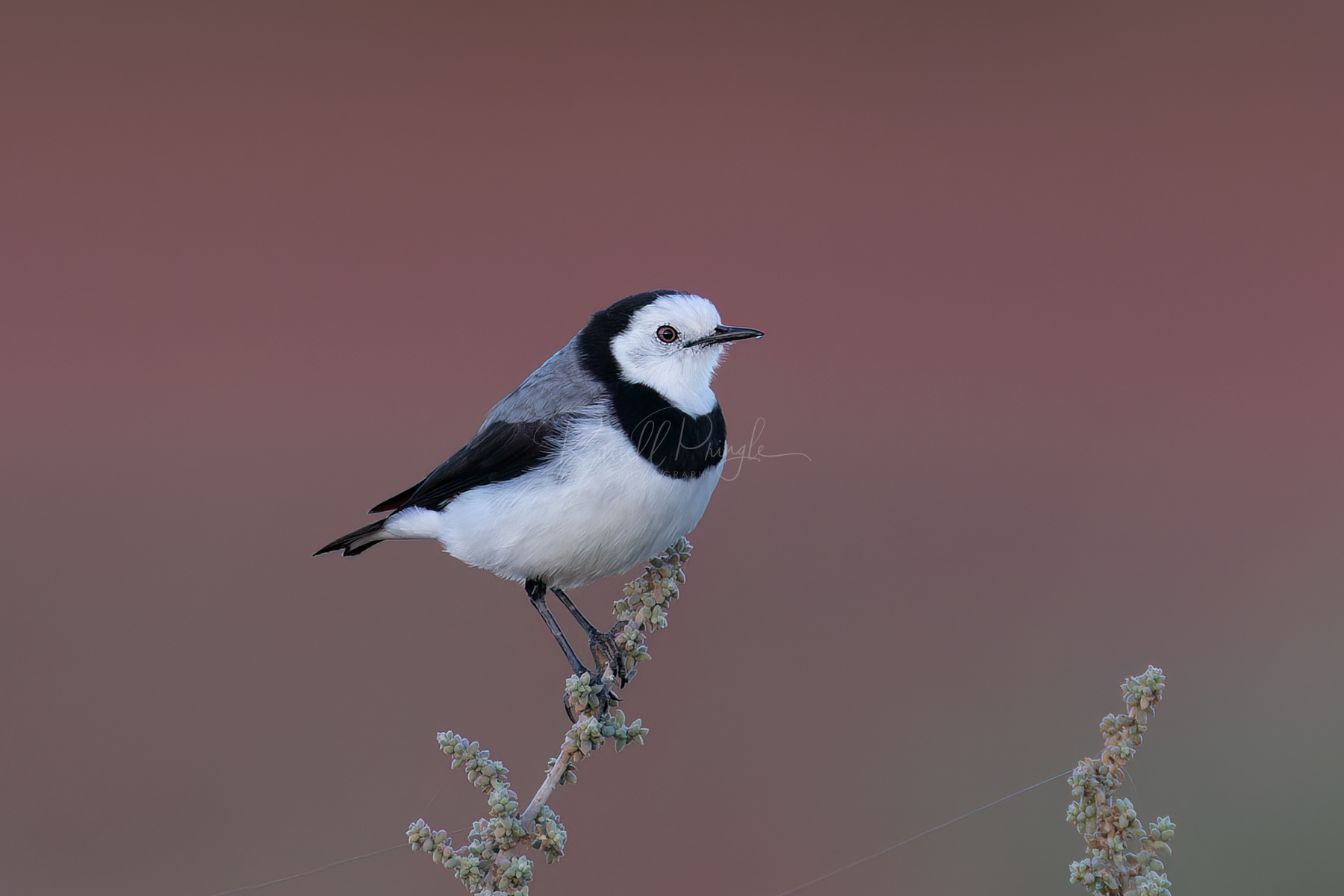 White-fronted Chat (male)