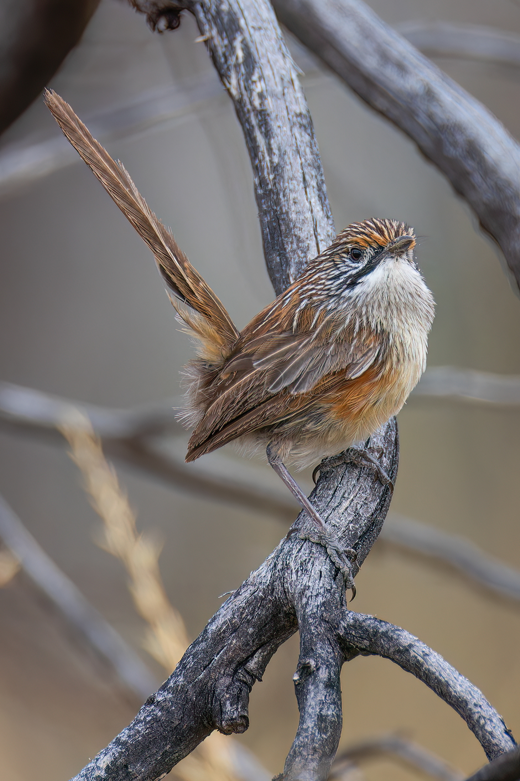 Striated Grasswren