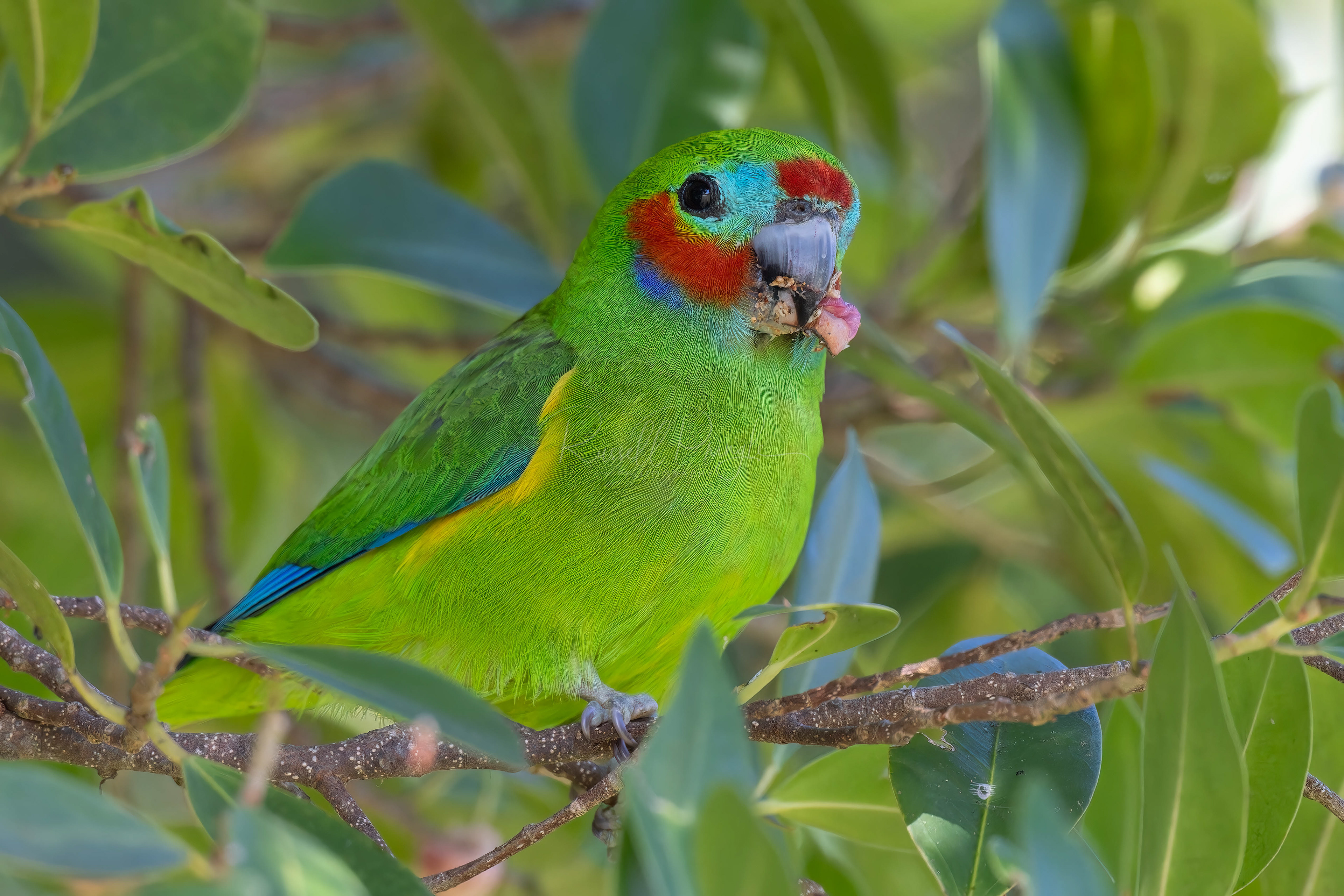 Double-eyed Fig-Parrot