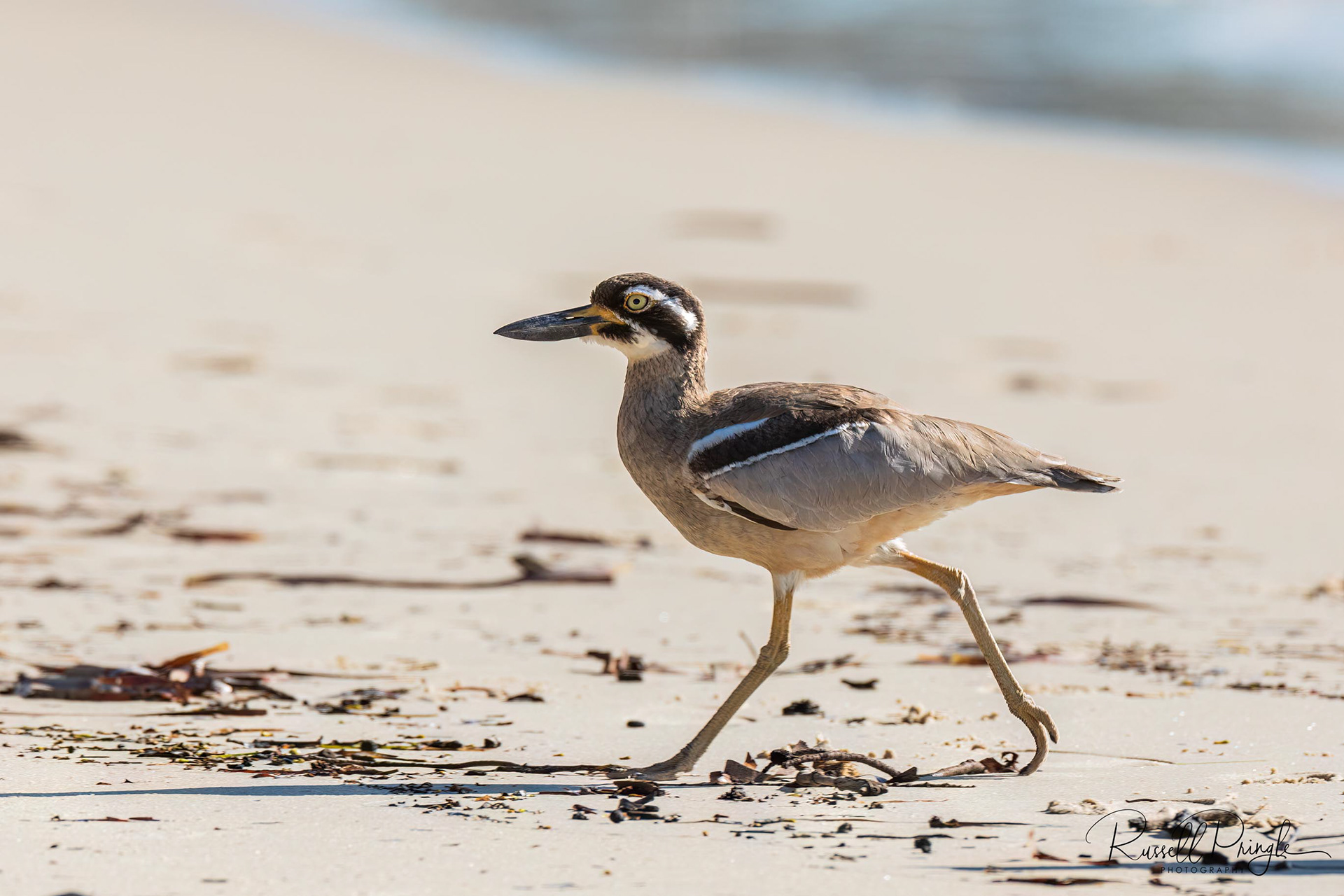 Beach Stone-Curlew