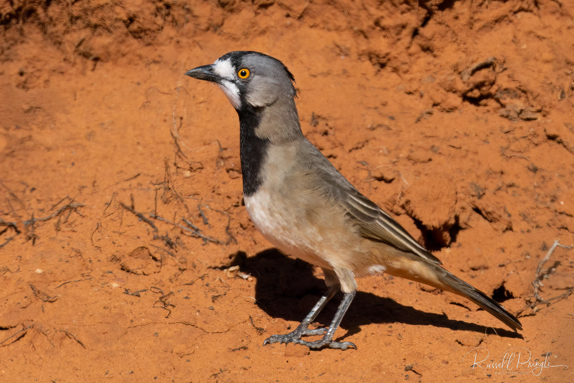 Crested Bellbird (Male)
