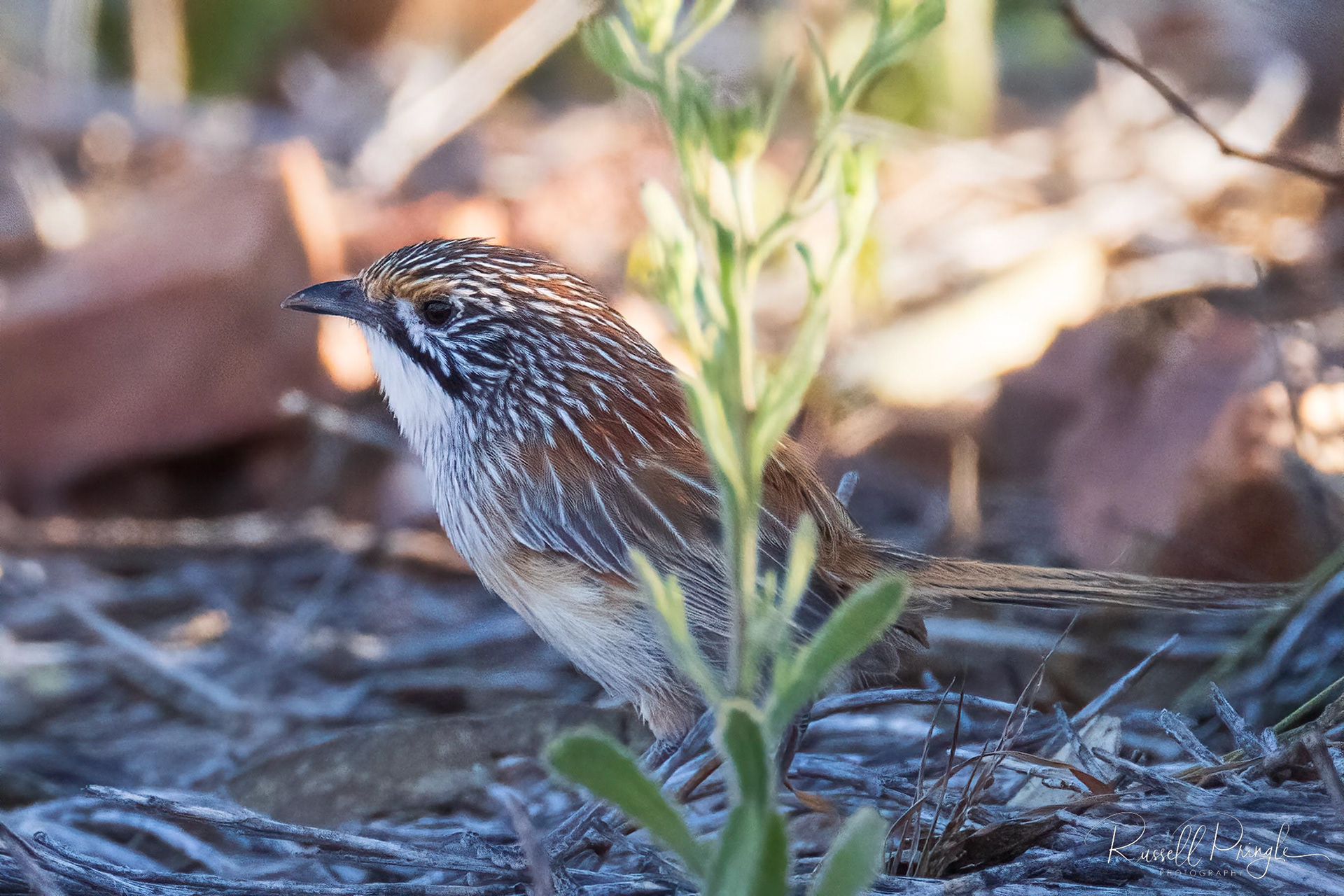 Opalton Grasswren