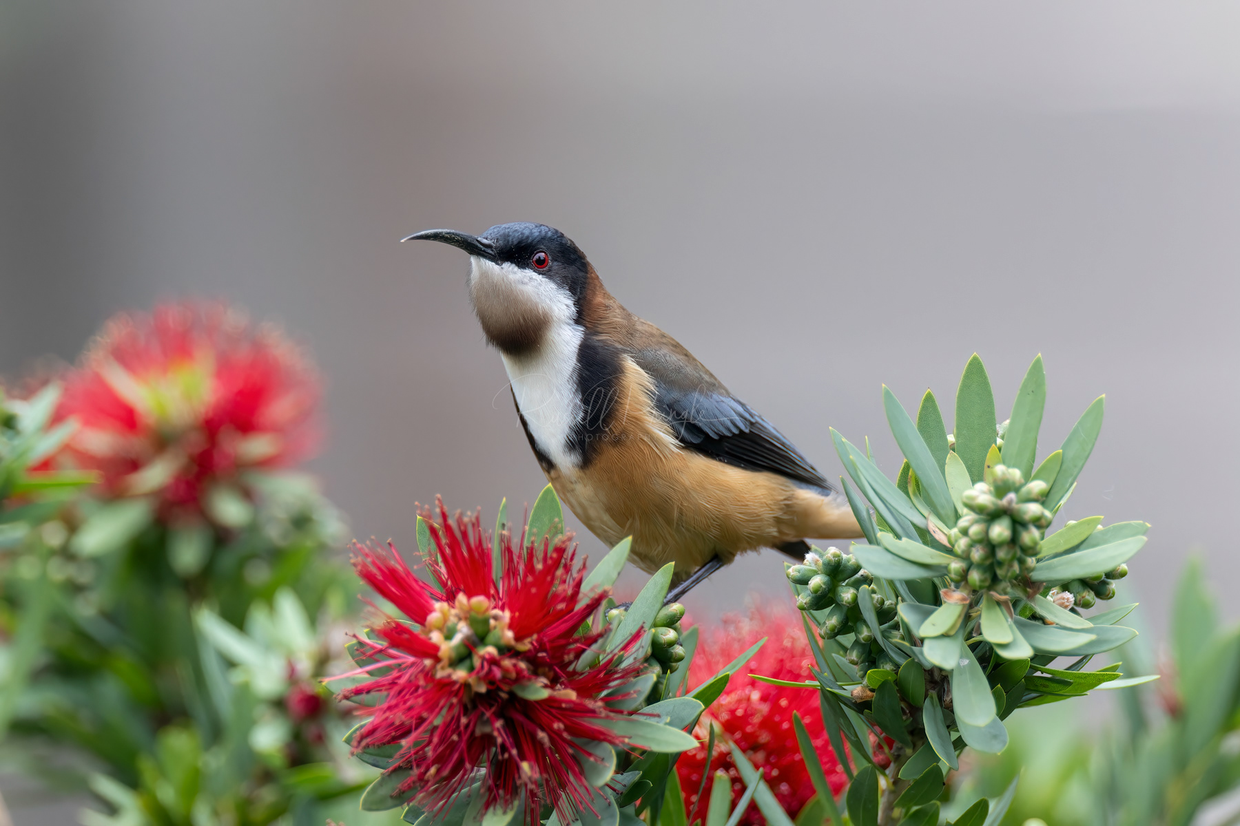 Eastern Spinebill