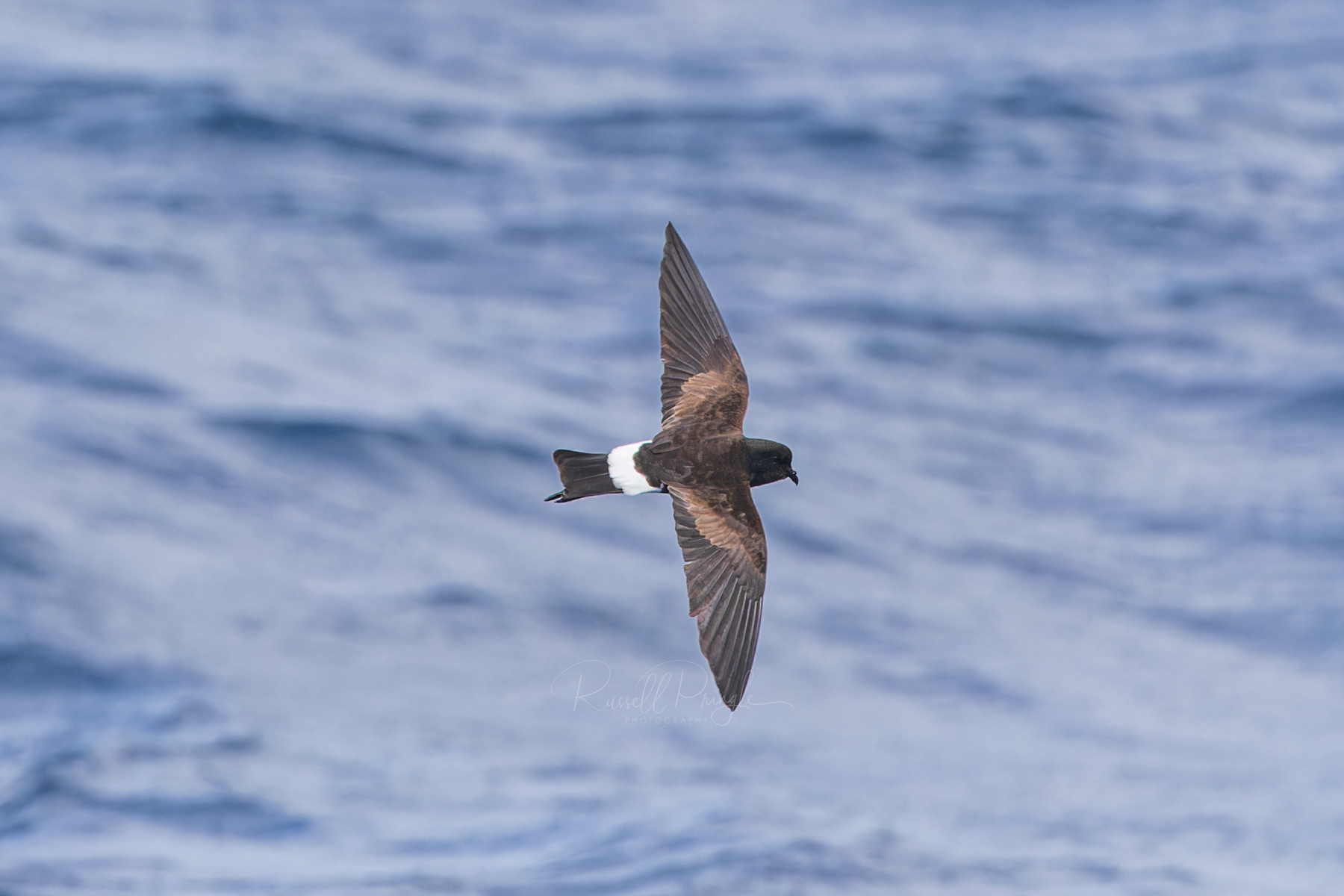 Wilson's Storm Petrel