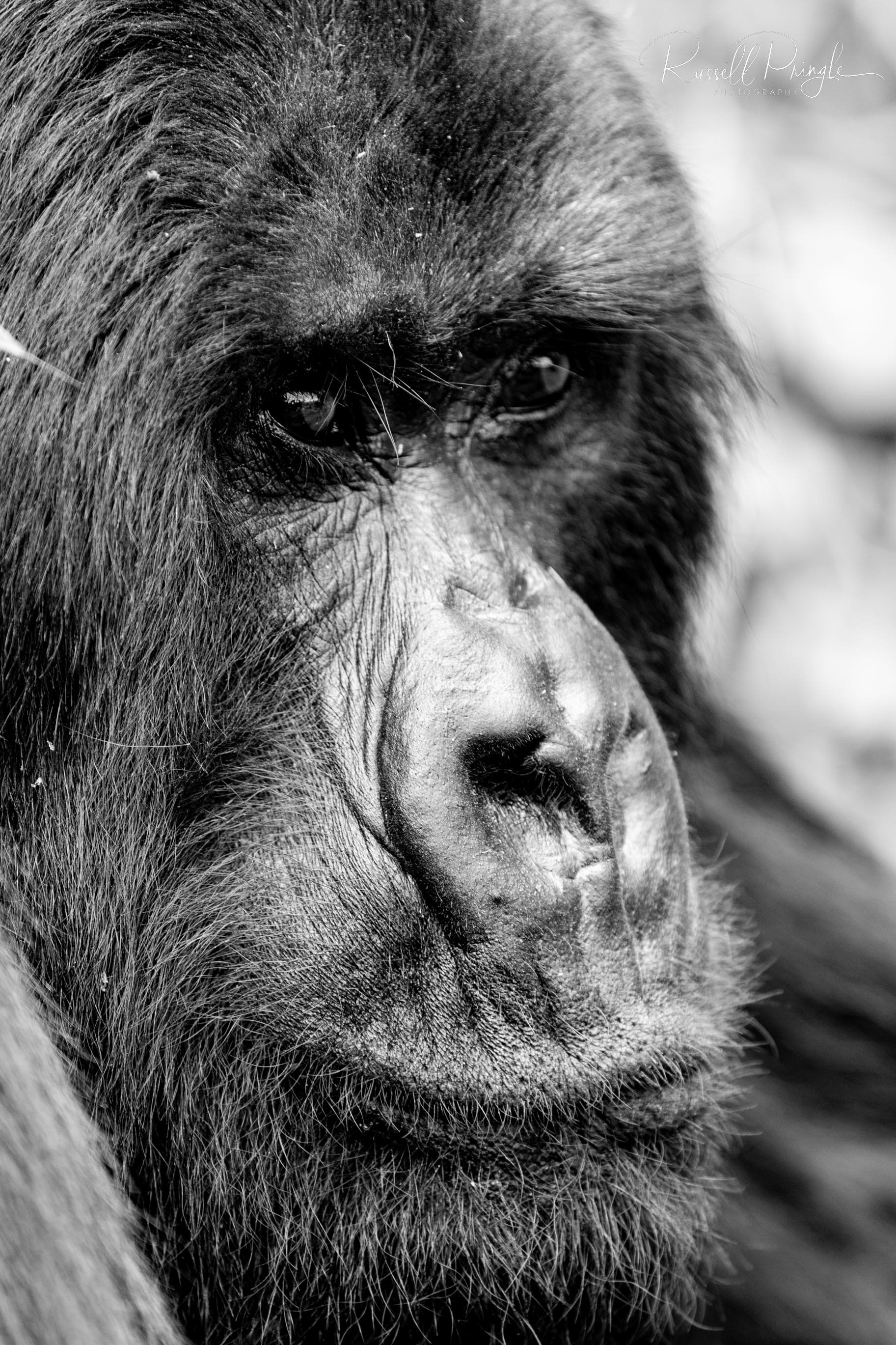 Mountain Gorilla-Ugenda Group