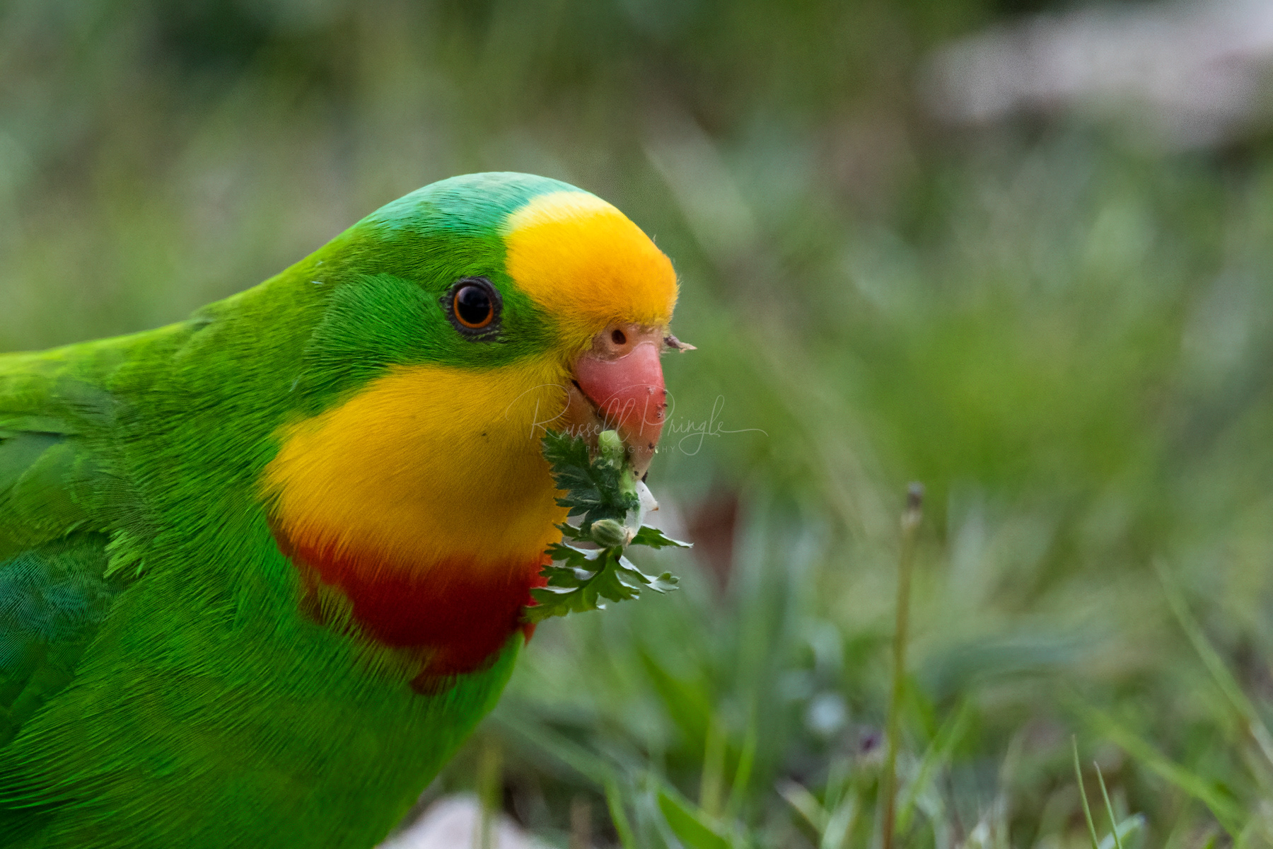 Superb Parrot (male)