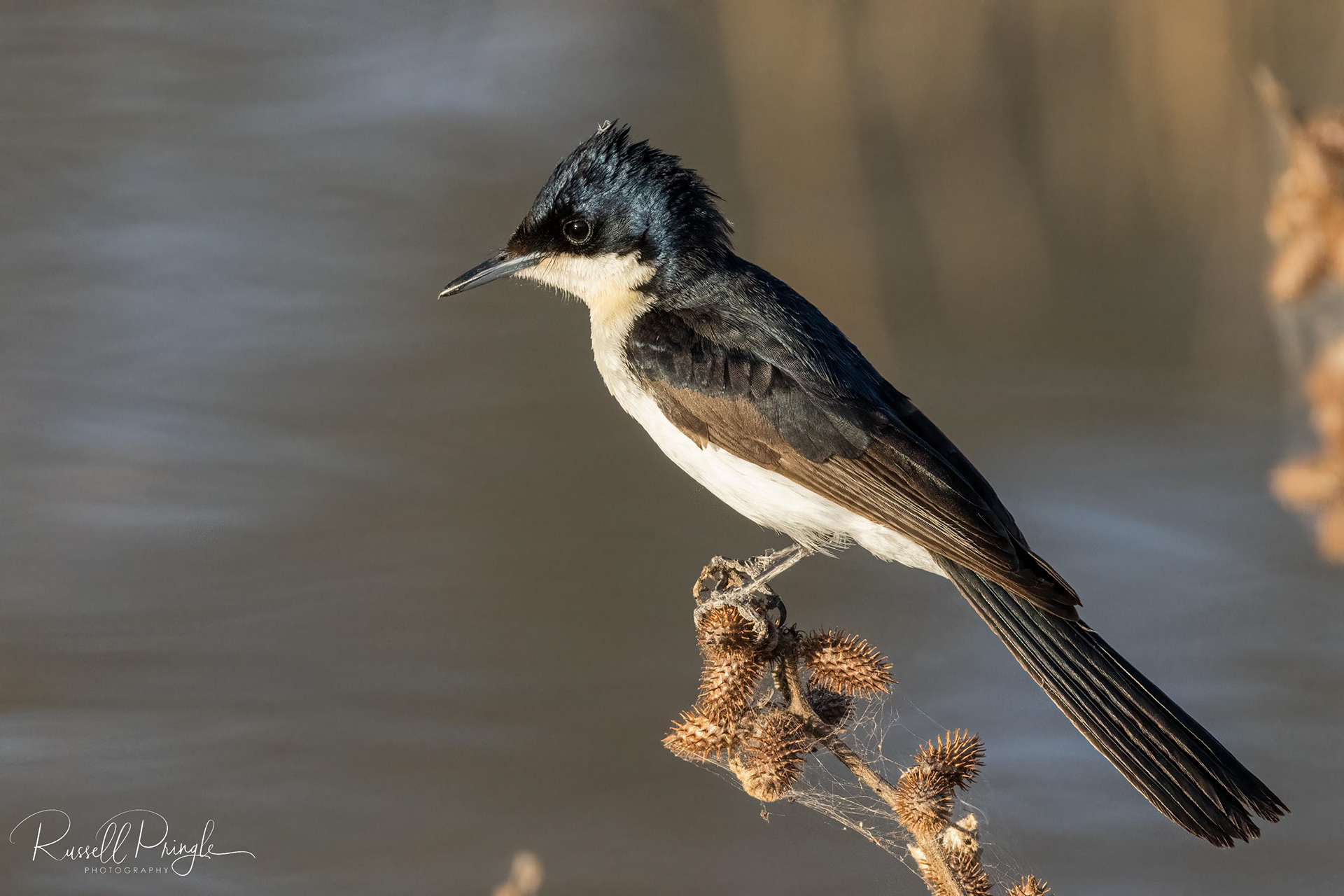 Restless Flycatcher