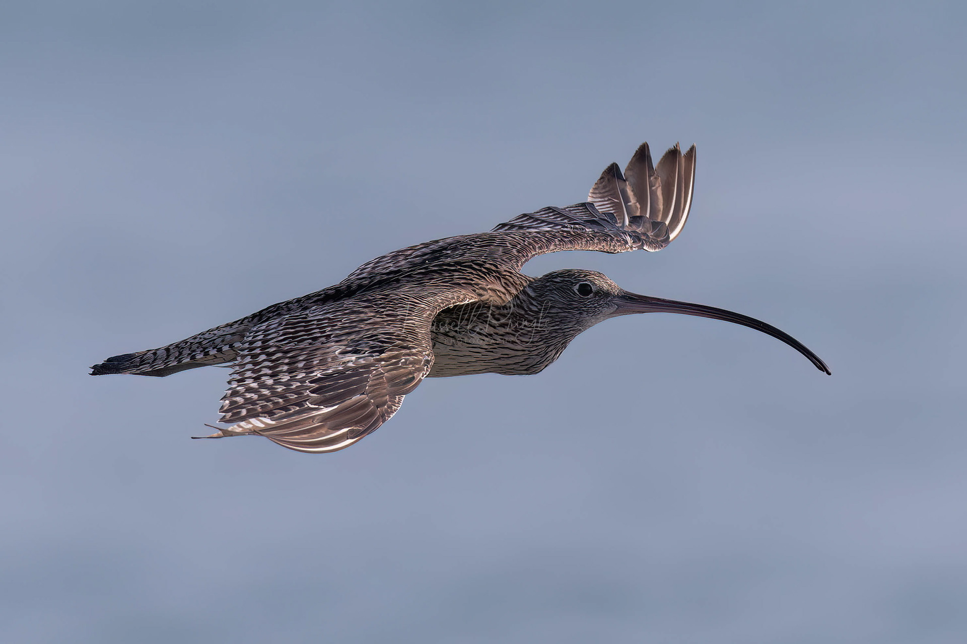 Eastern Curlew