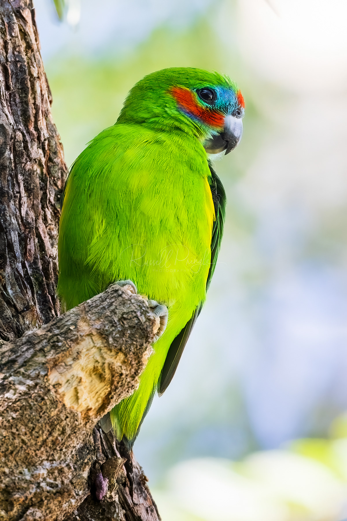 Double-eyed Fig-Parrot