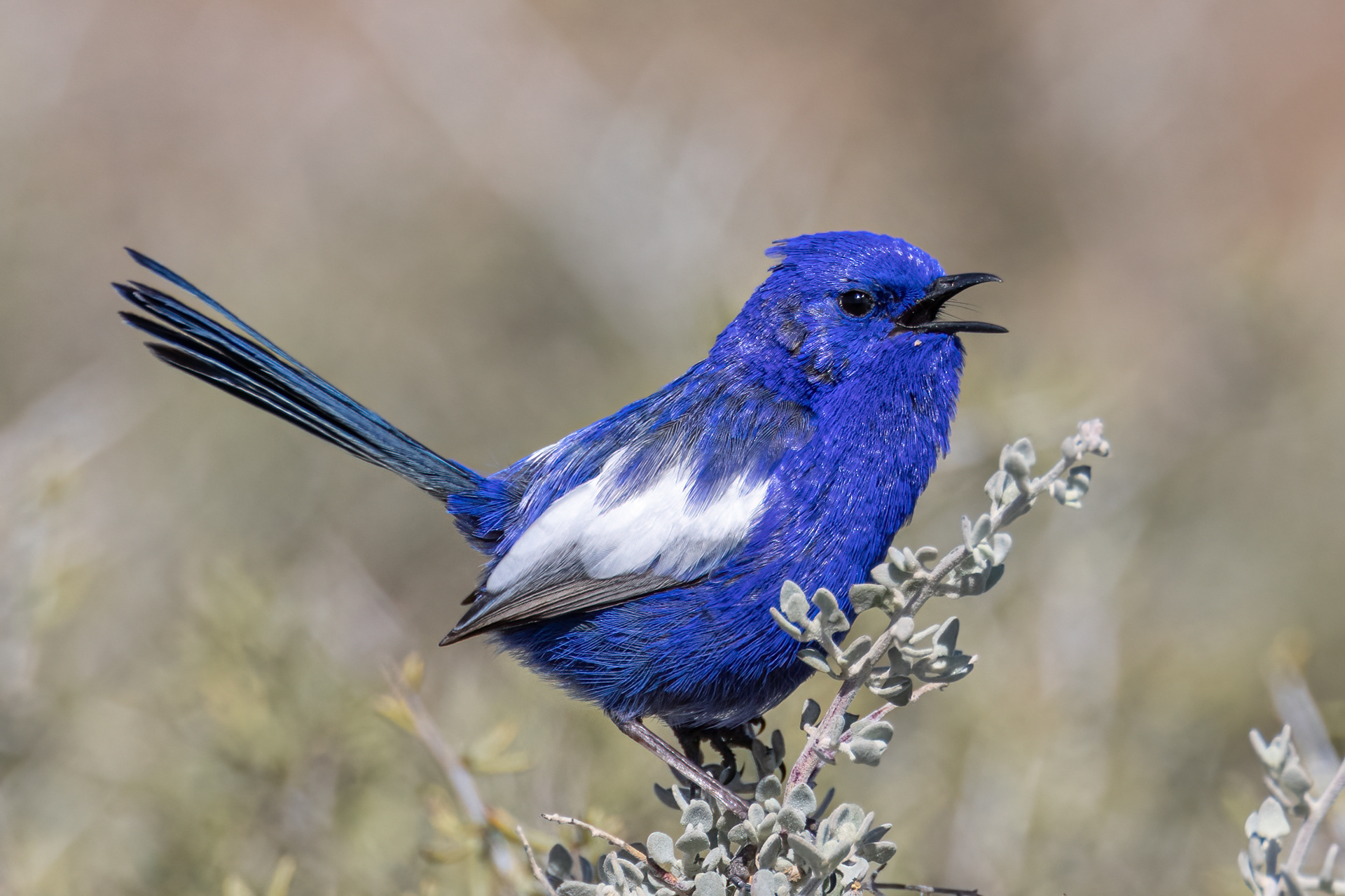 White-winged Fairywren (Male)