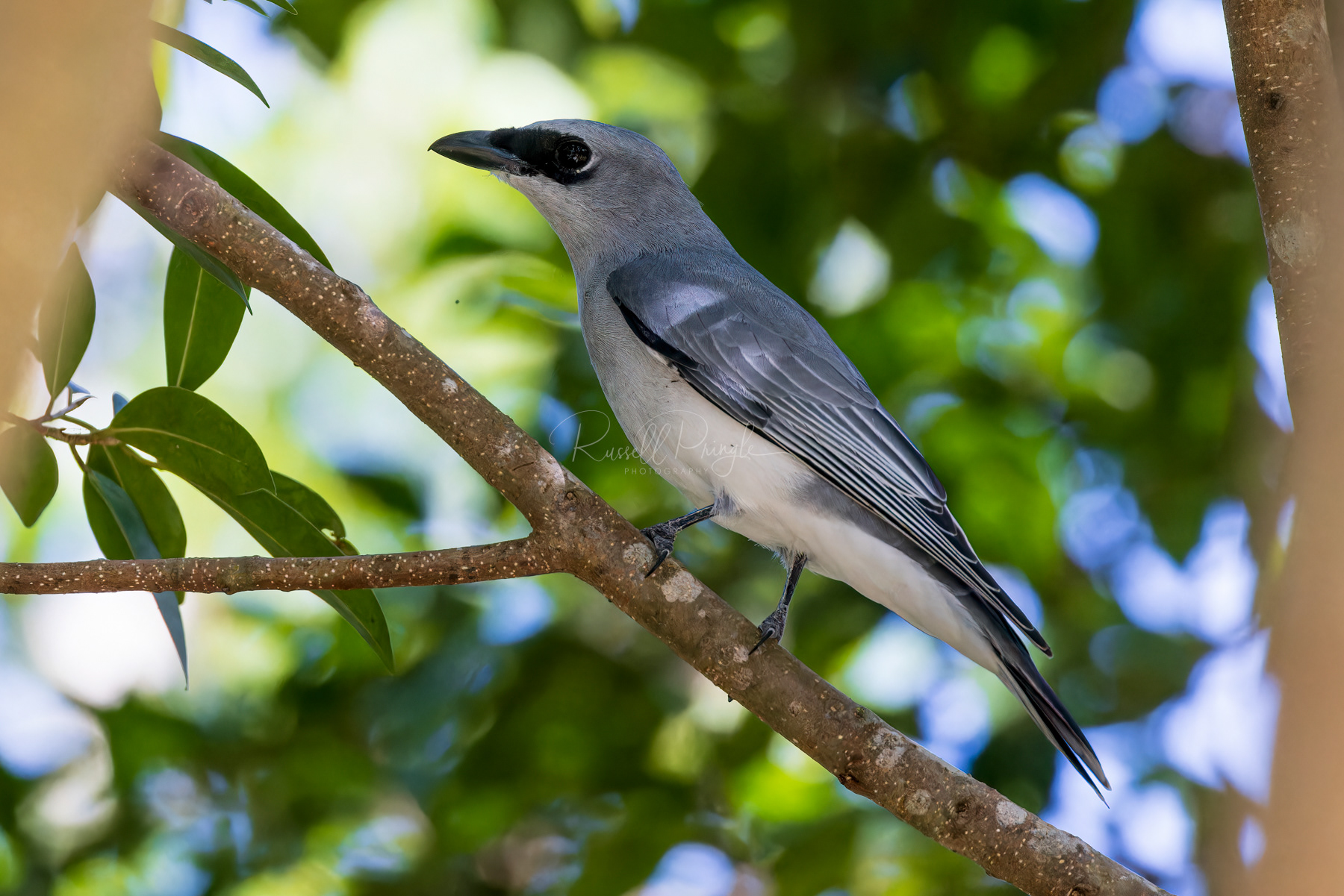 White-bellied Cuckoo-Shrike