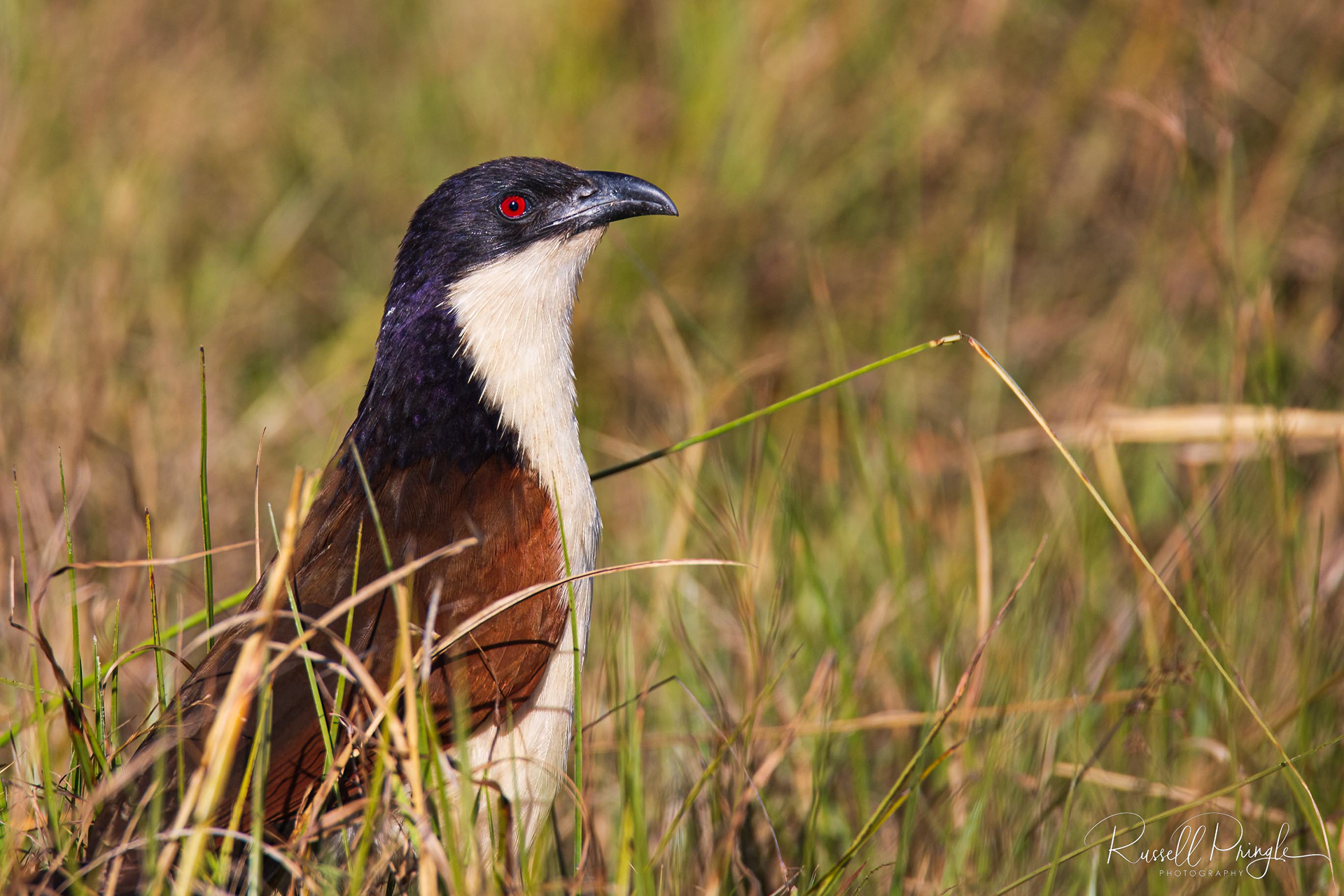 Burchill's Coucal