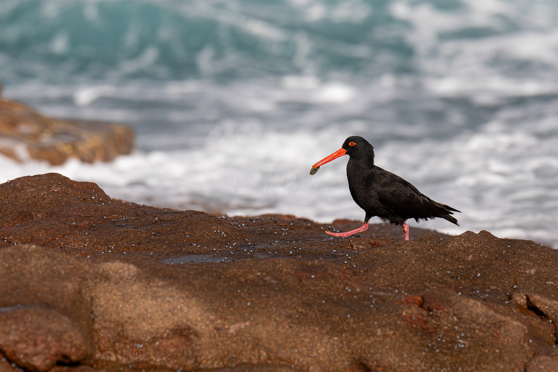 Sooty Oystercatcher