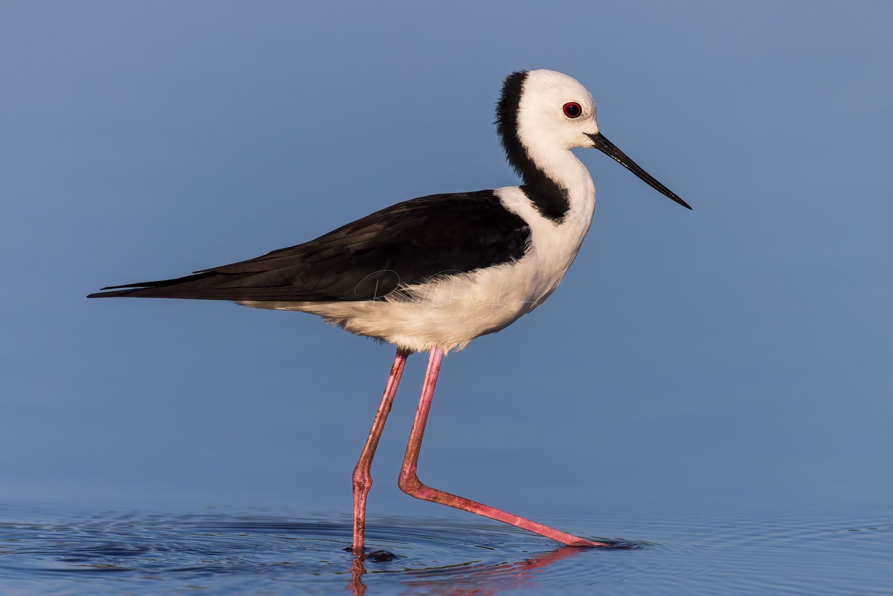 Pied Stilt
