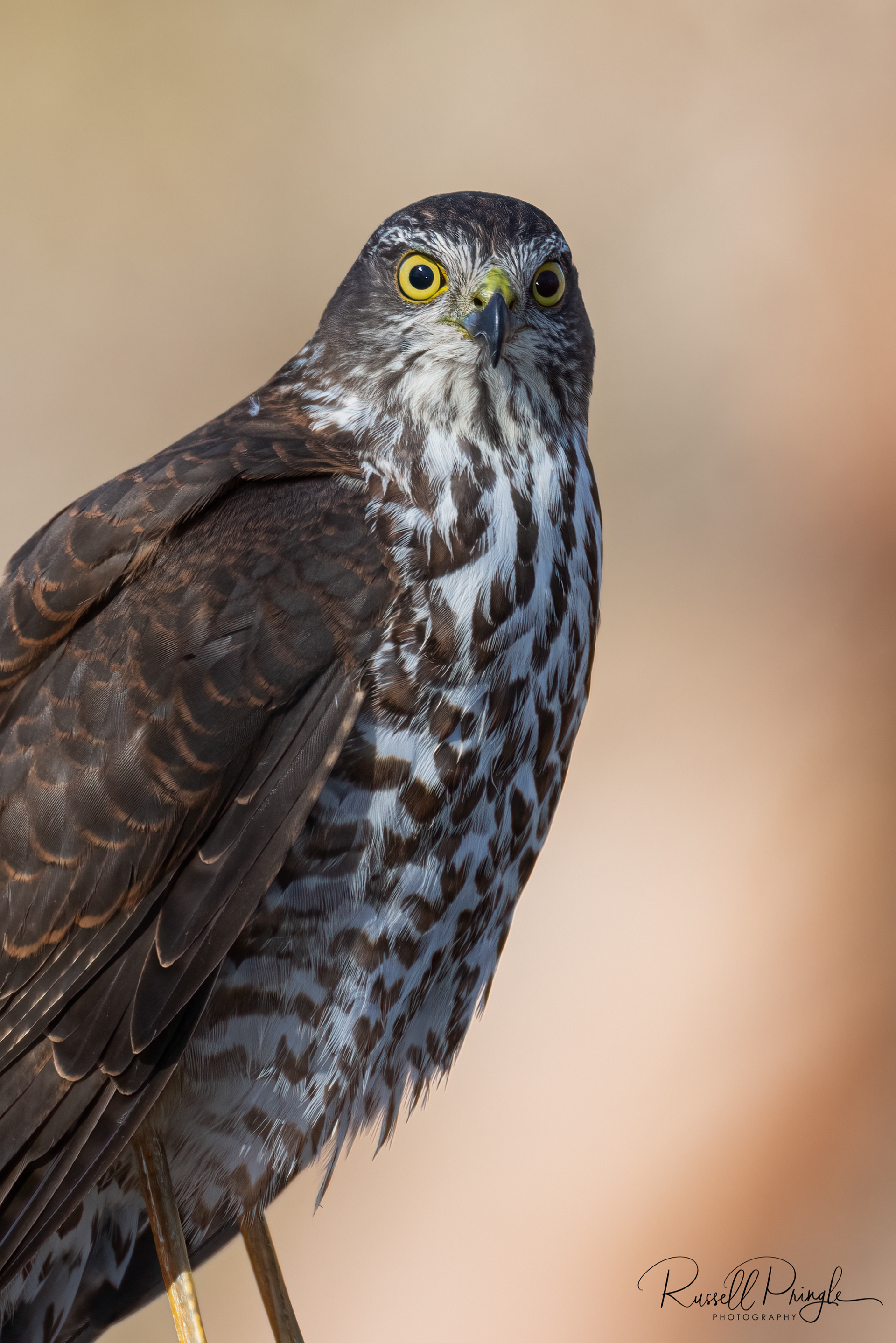 Collared Sparrowhawk