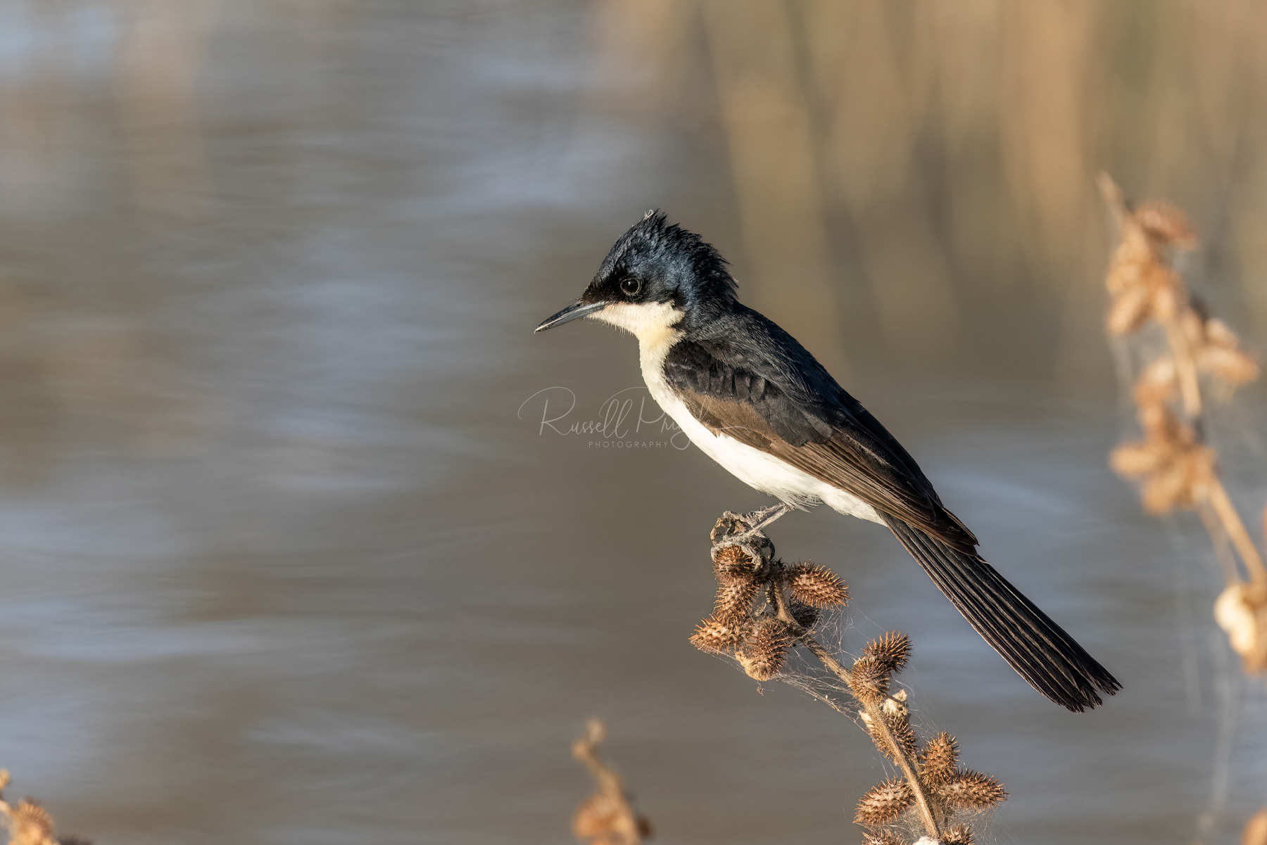 Restless Flycatcher