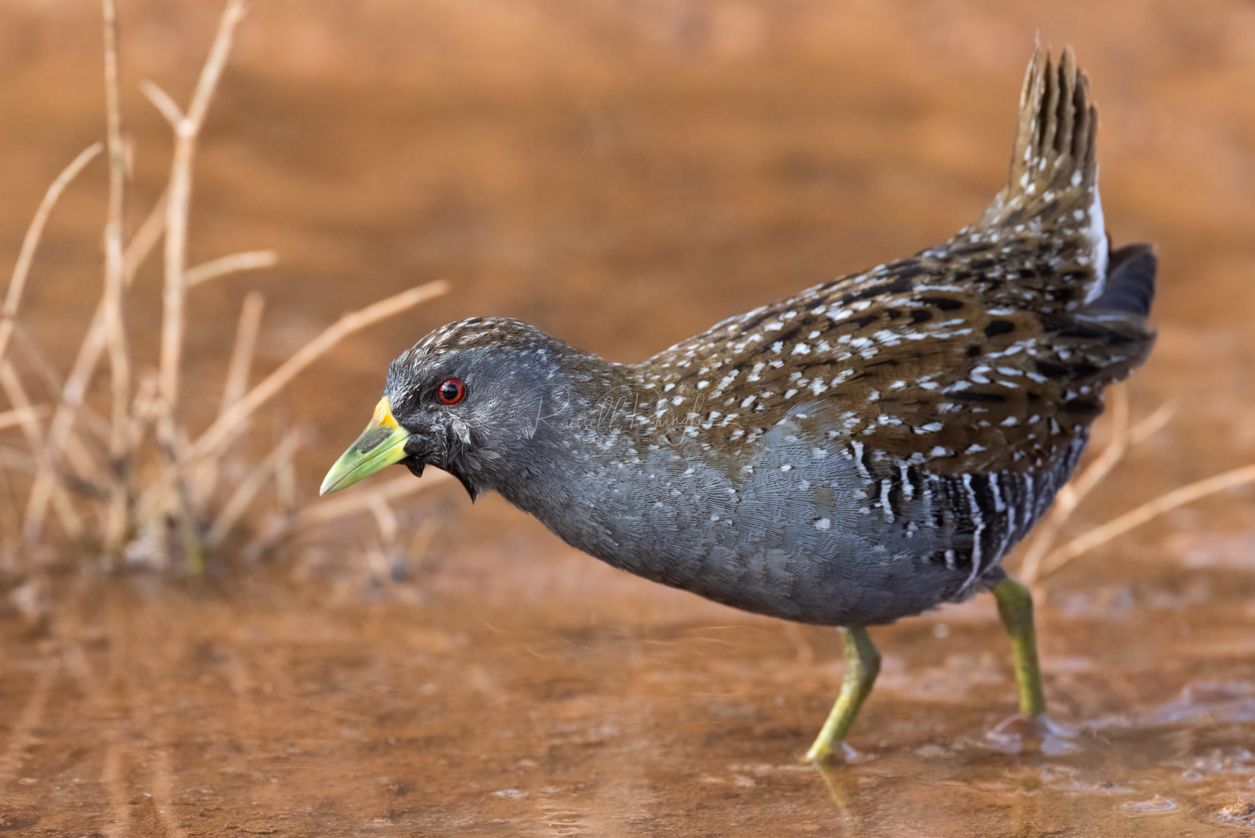 Australian Spotted Crake