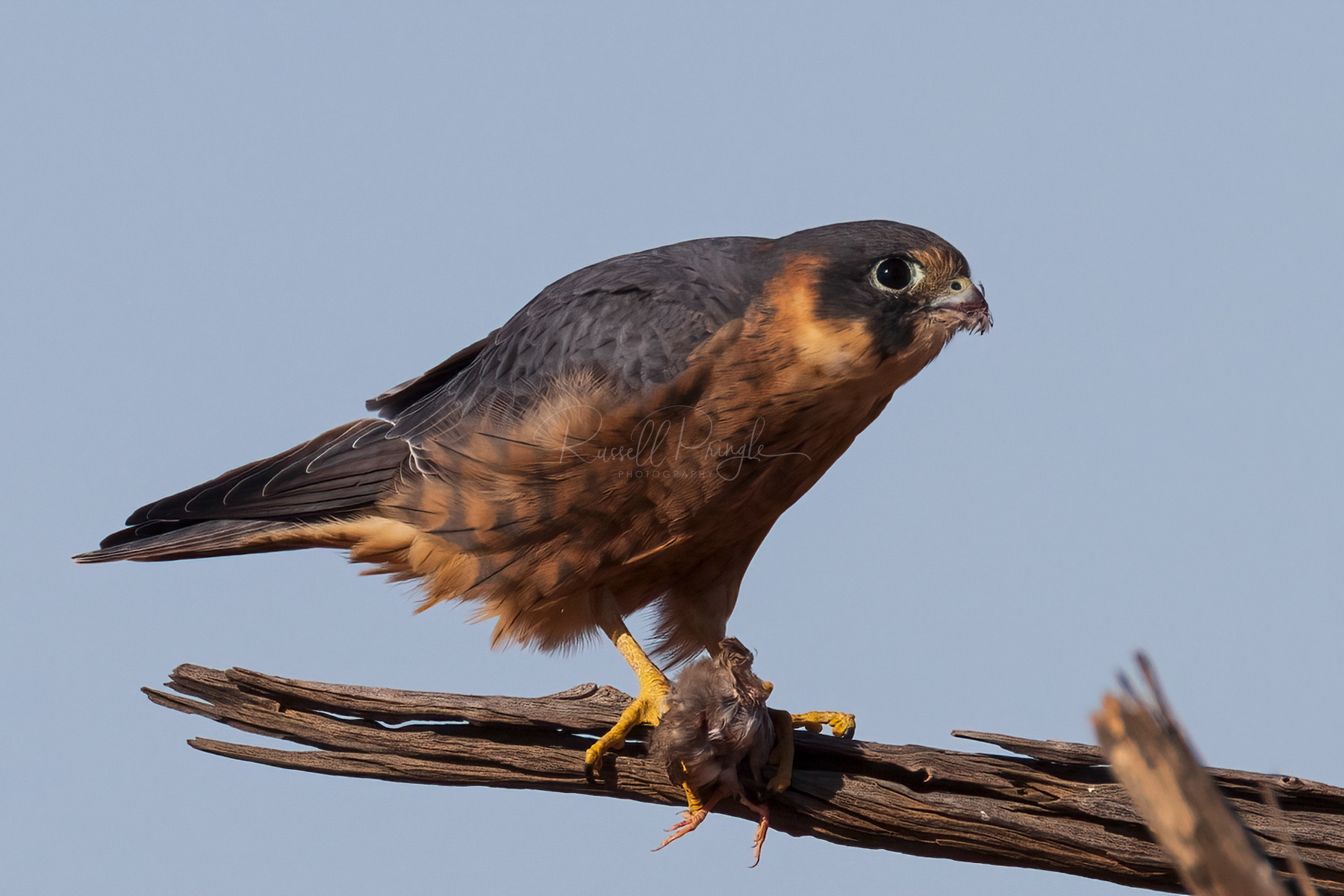 Australian Hobby