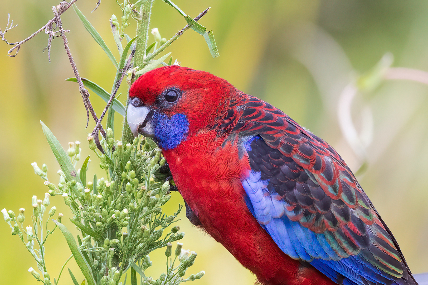 Crimson Rosella