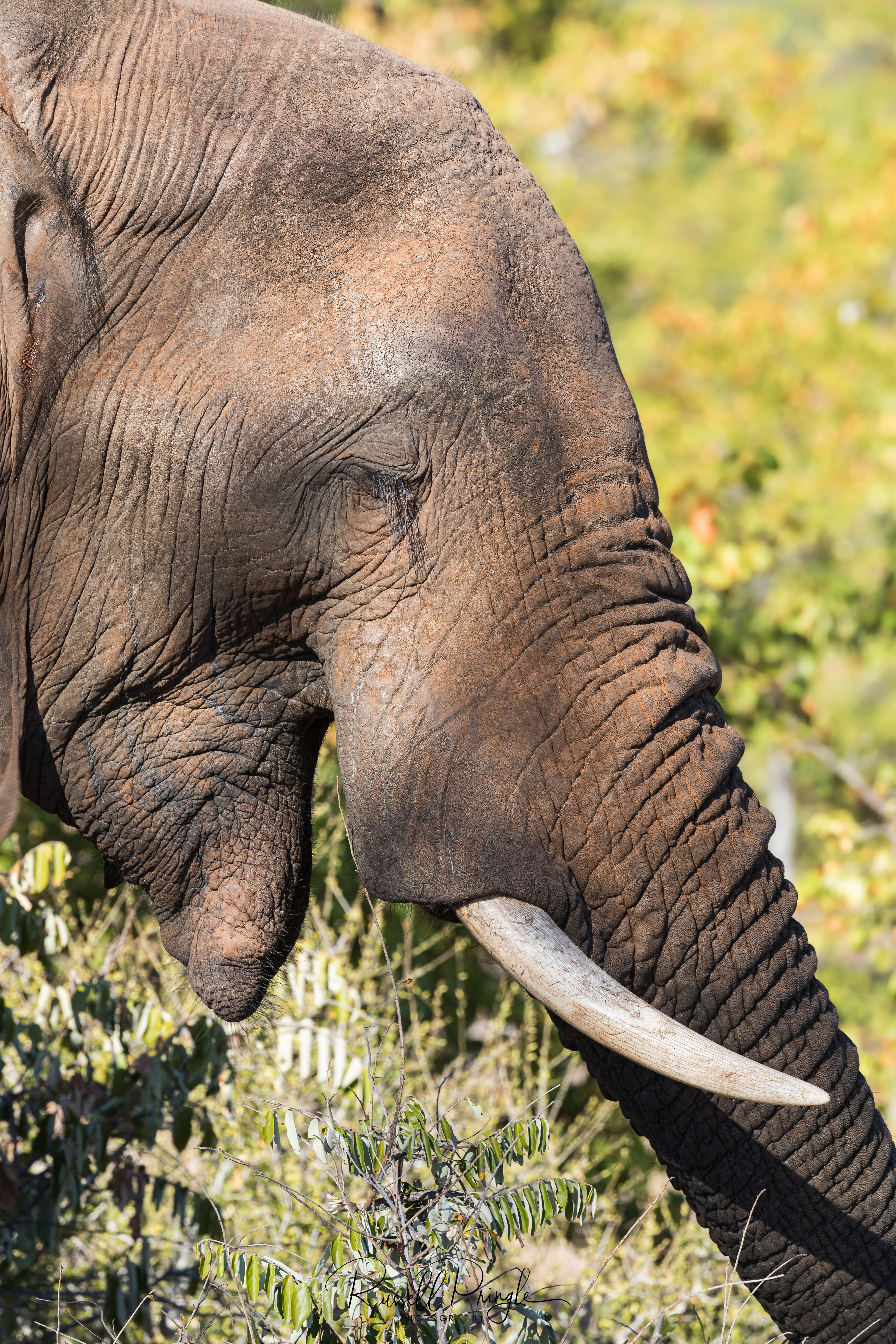Elephant-Timbavati