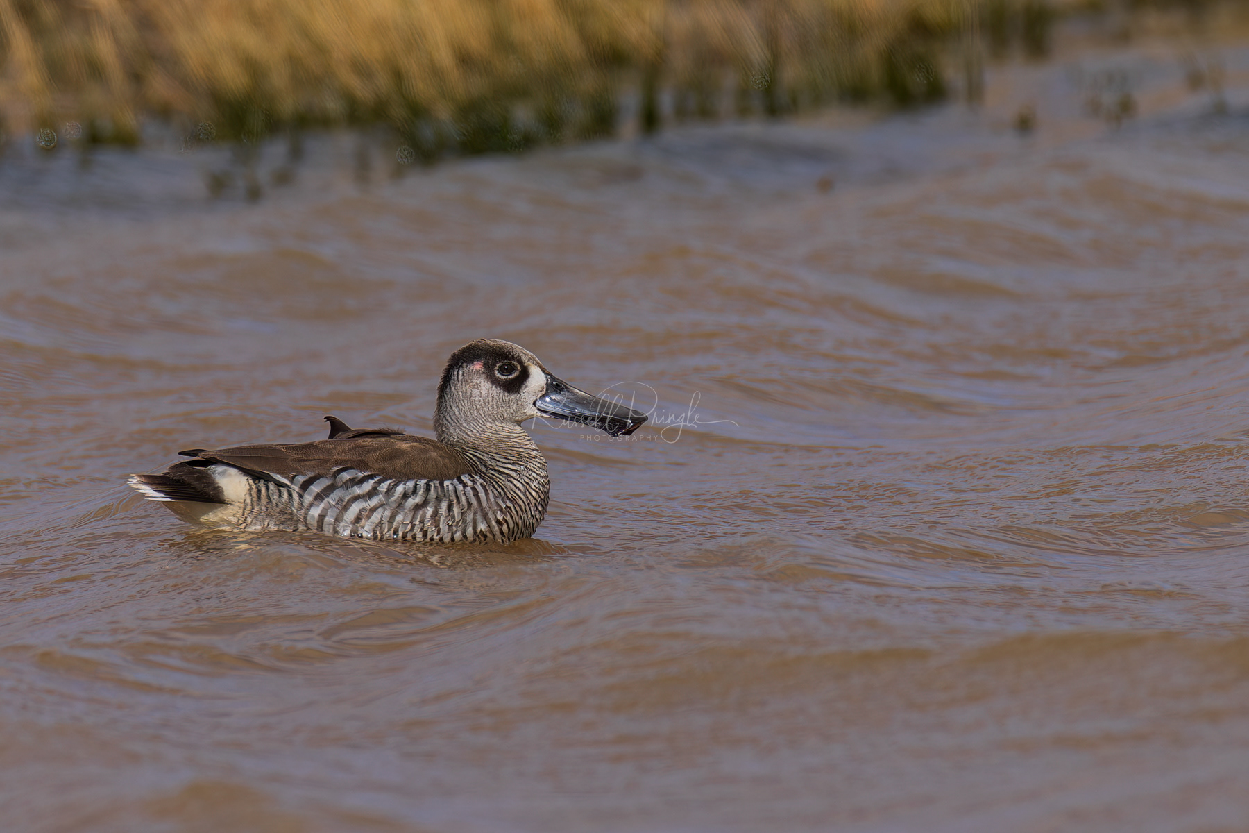 Pink-eared Duck