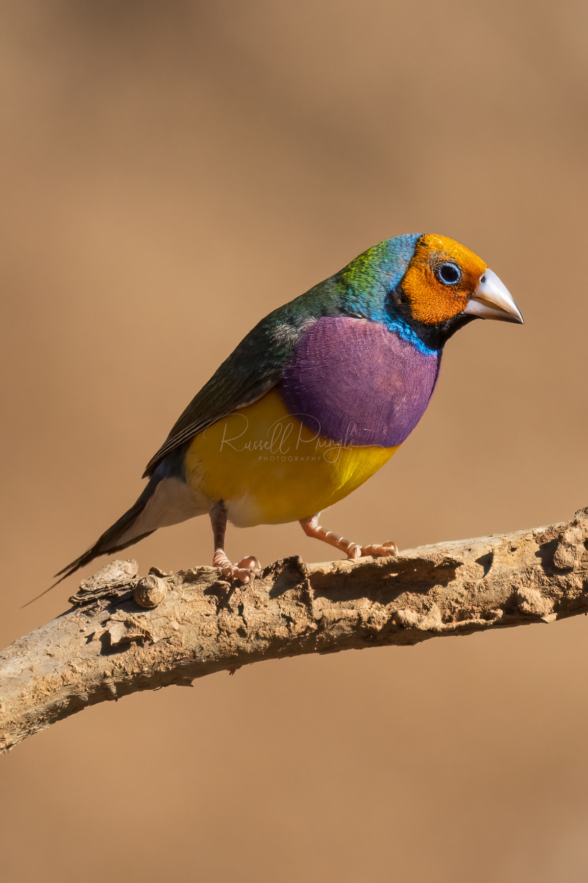 Gouldian Finch. Golden Headed (male)