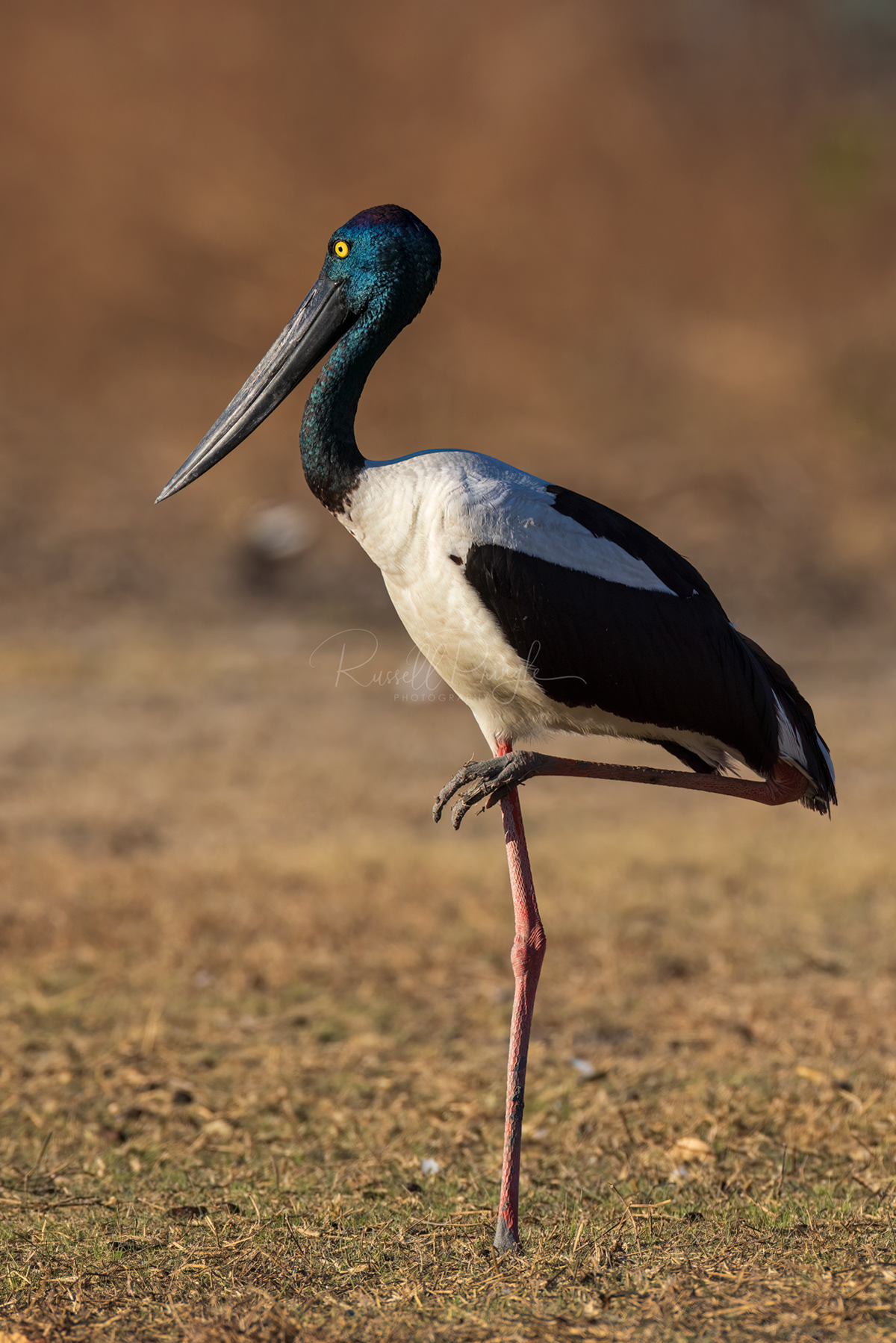 Black-necked Stork (female)