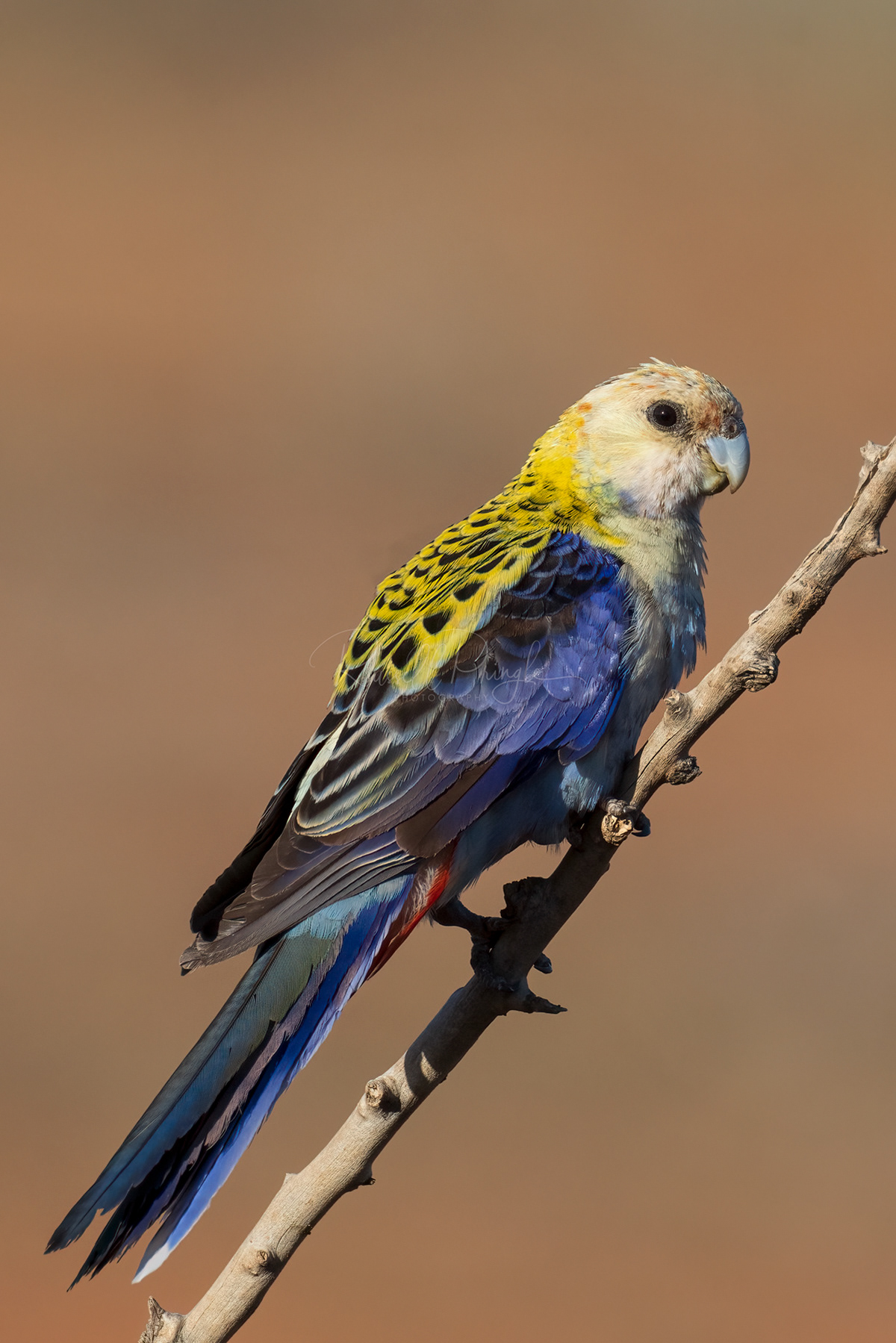 Pale-headed Rosella