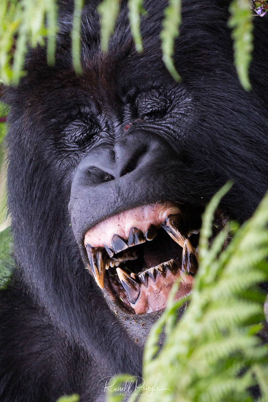 Mountain Gorilla-Ugenda Group