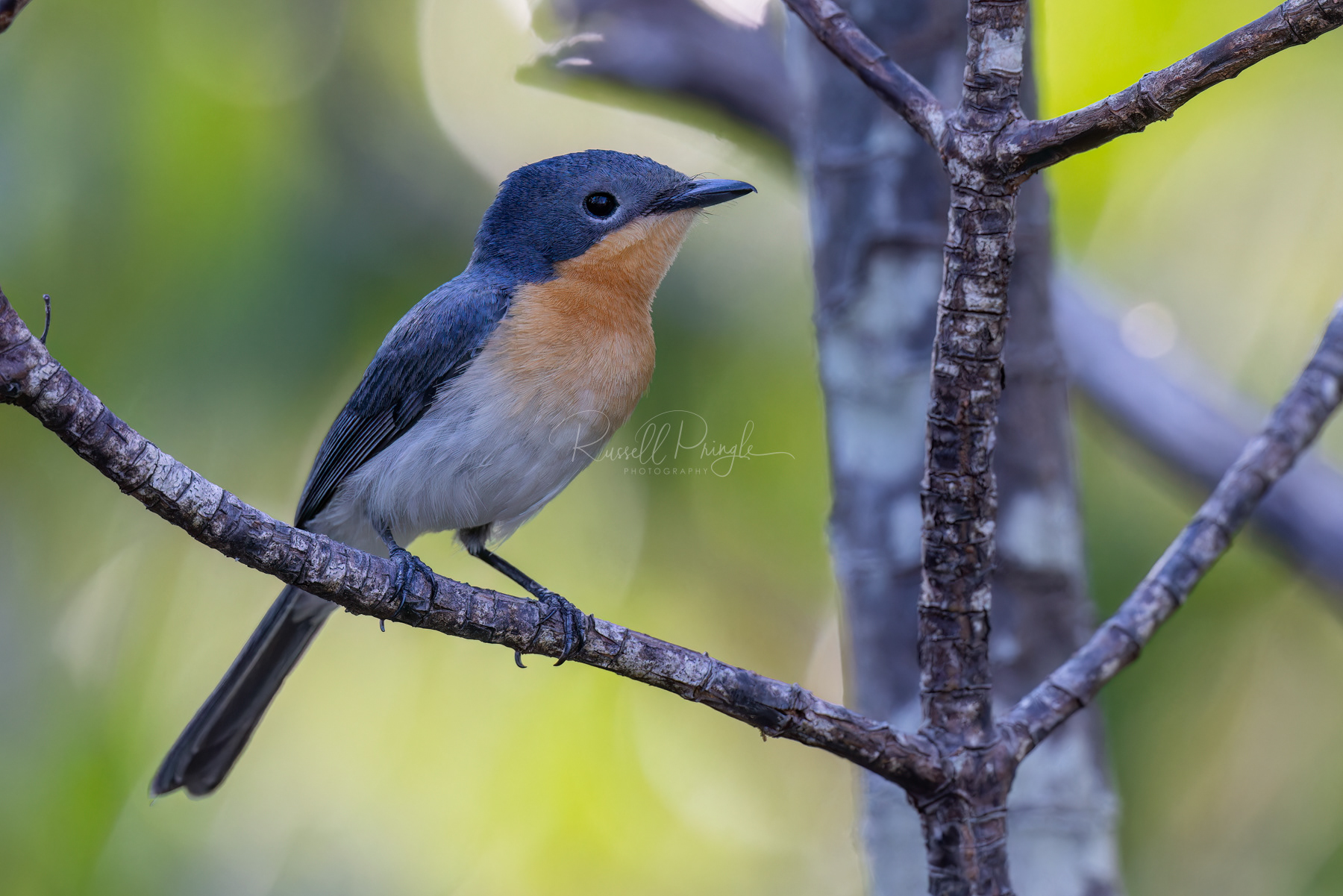 Leaded Flycatcher (female)