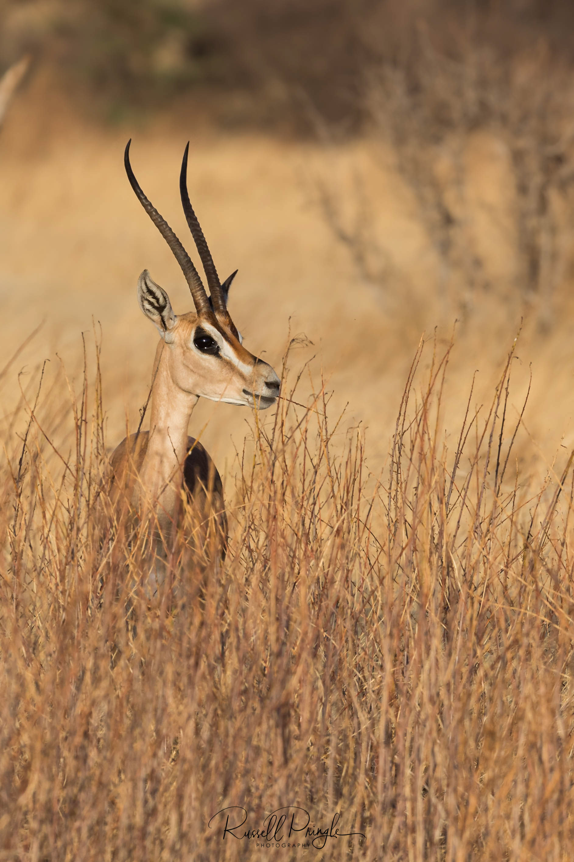 Grants Gazelle-Samburu