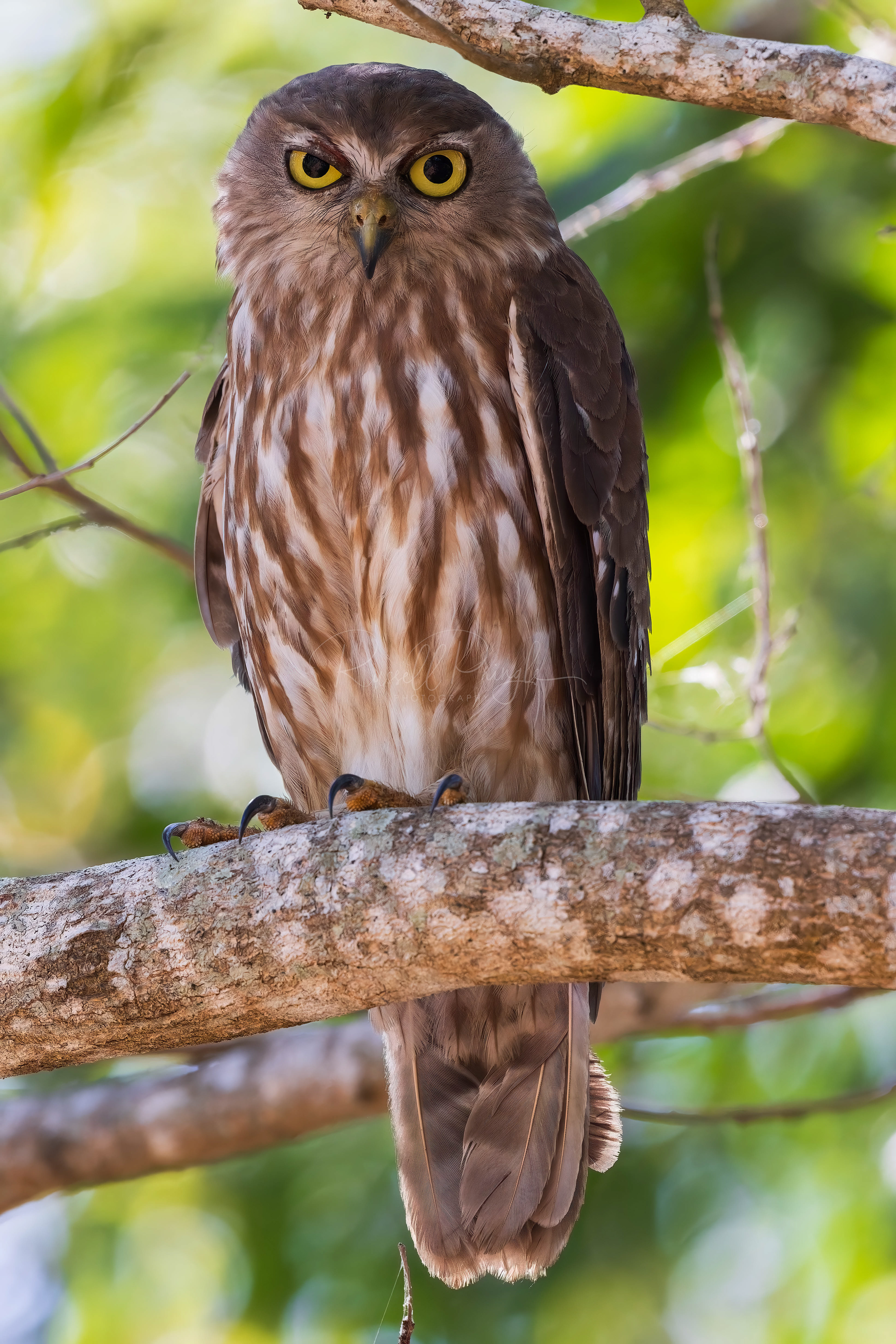 Barking Owl