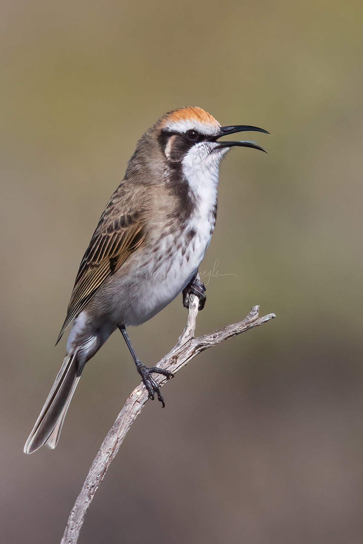 Tawny-crowned Honeyeater