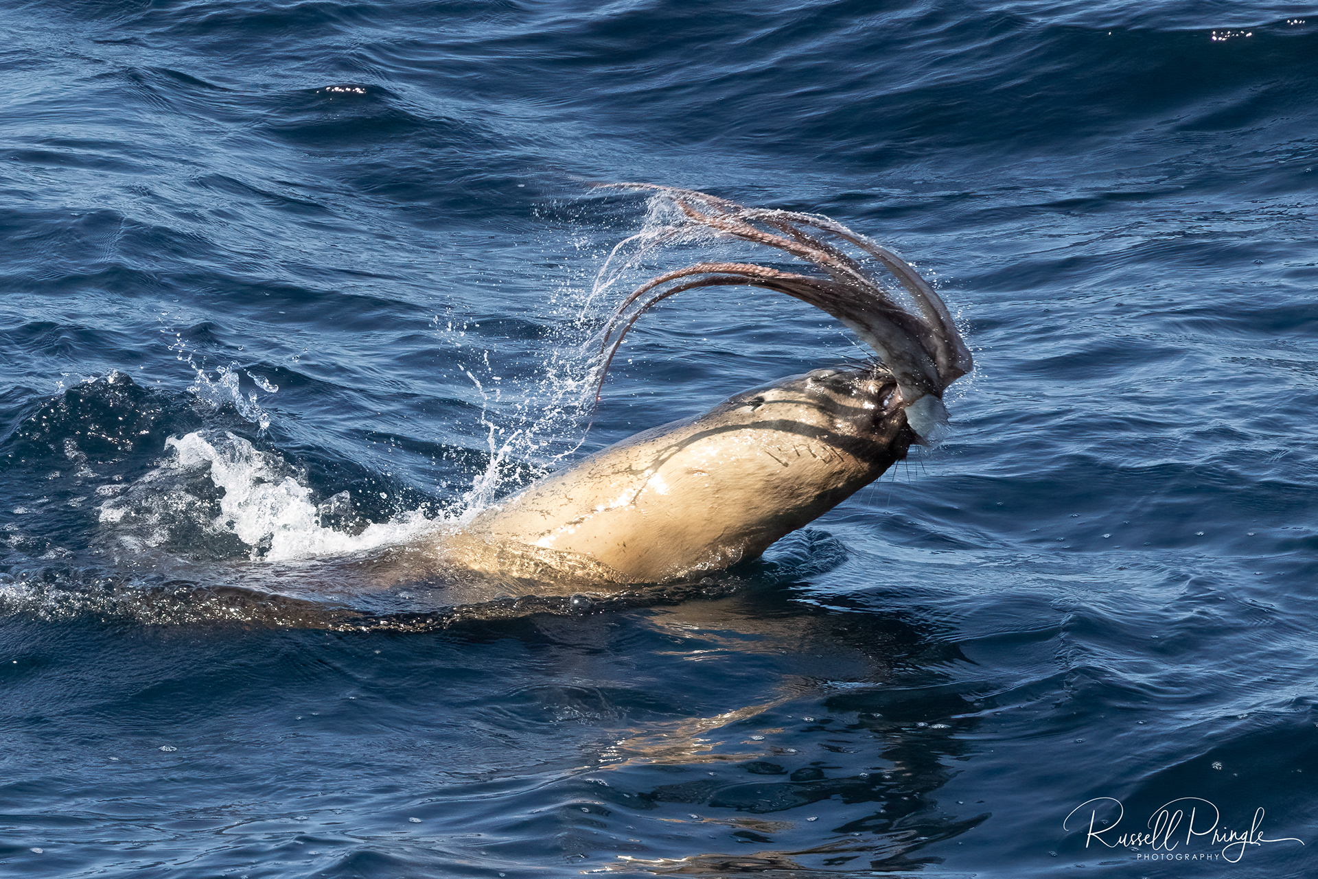 Long-nosed Fur Seal