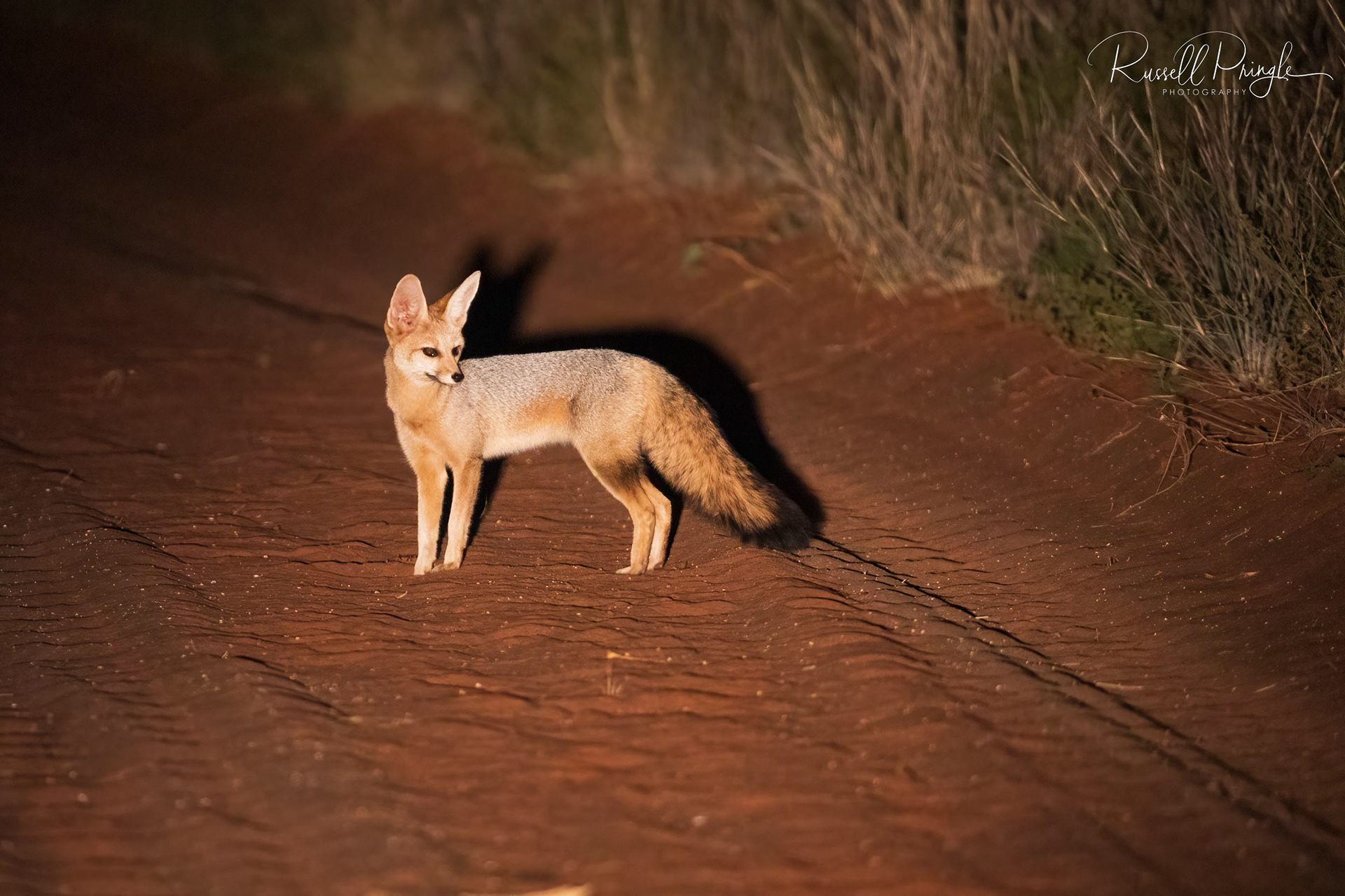 Cape Fox-Tswalu