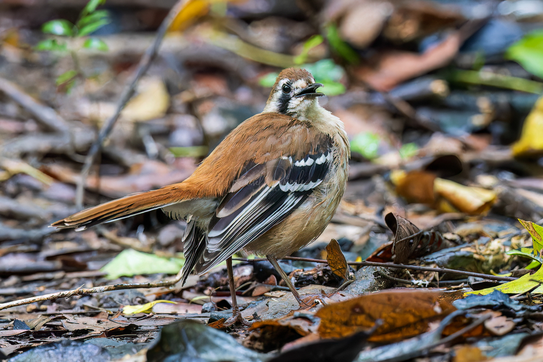 Northern Scrub-Robin