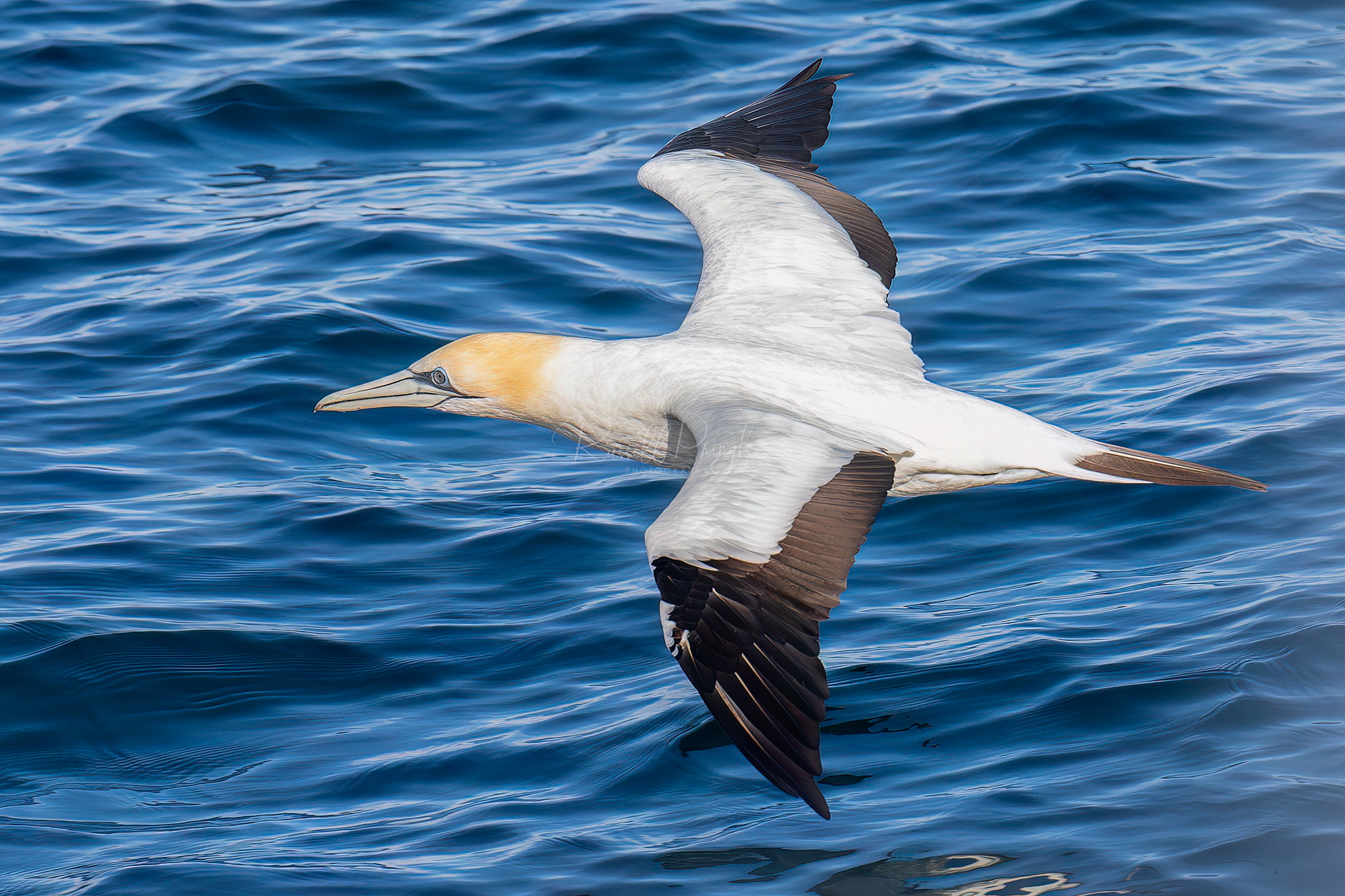Australasian Gannet