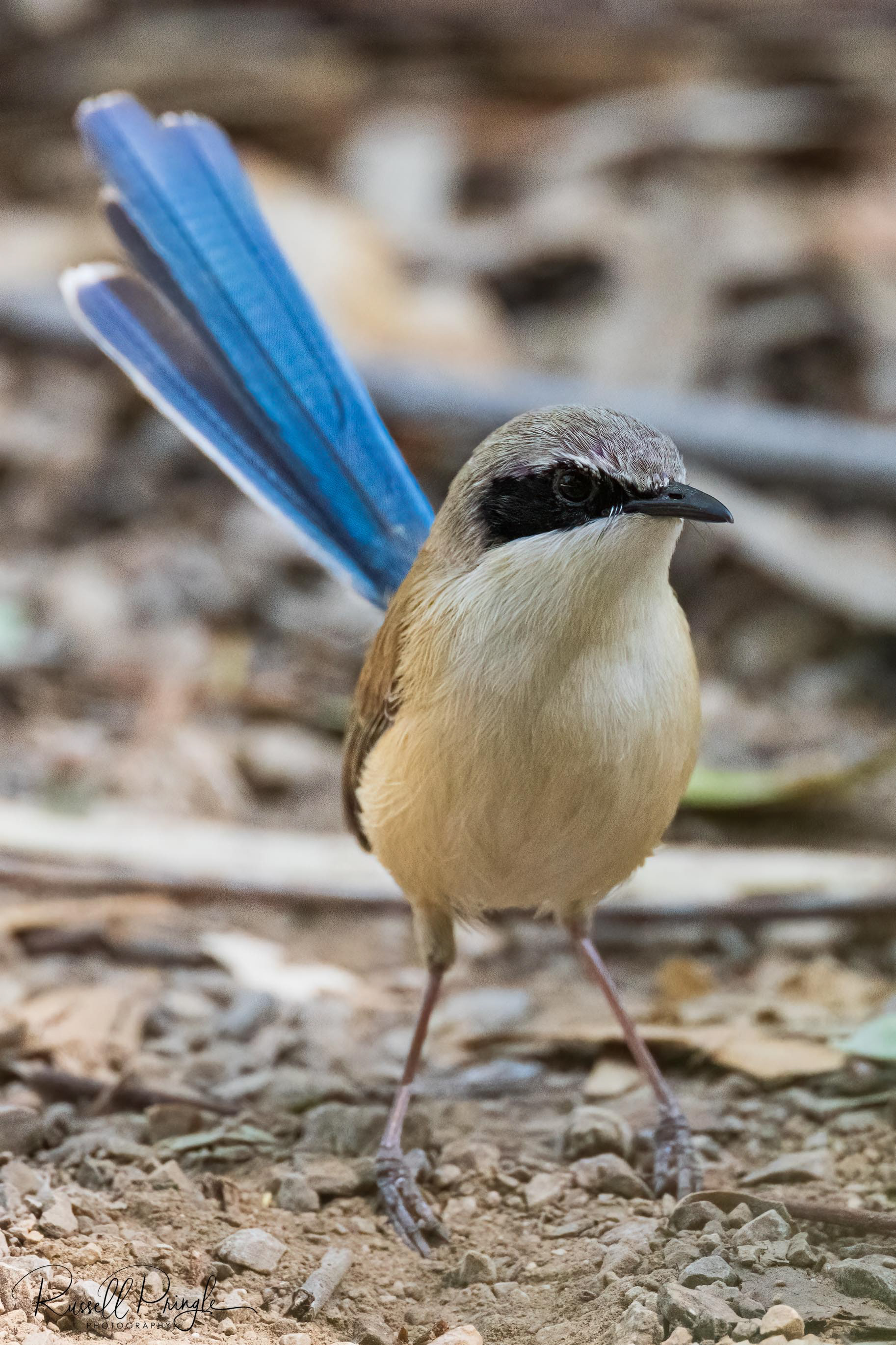 Purple-crowned Fairywren (Male in eclipse)