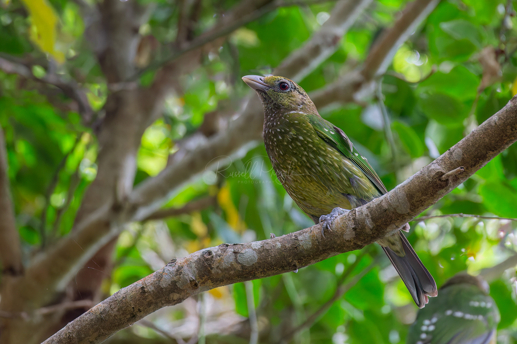 Green Catbird