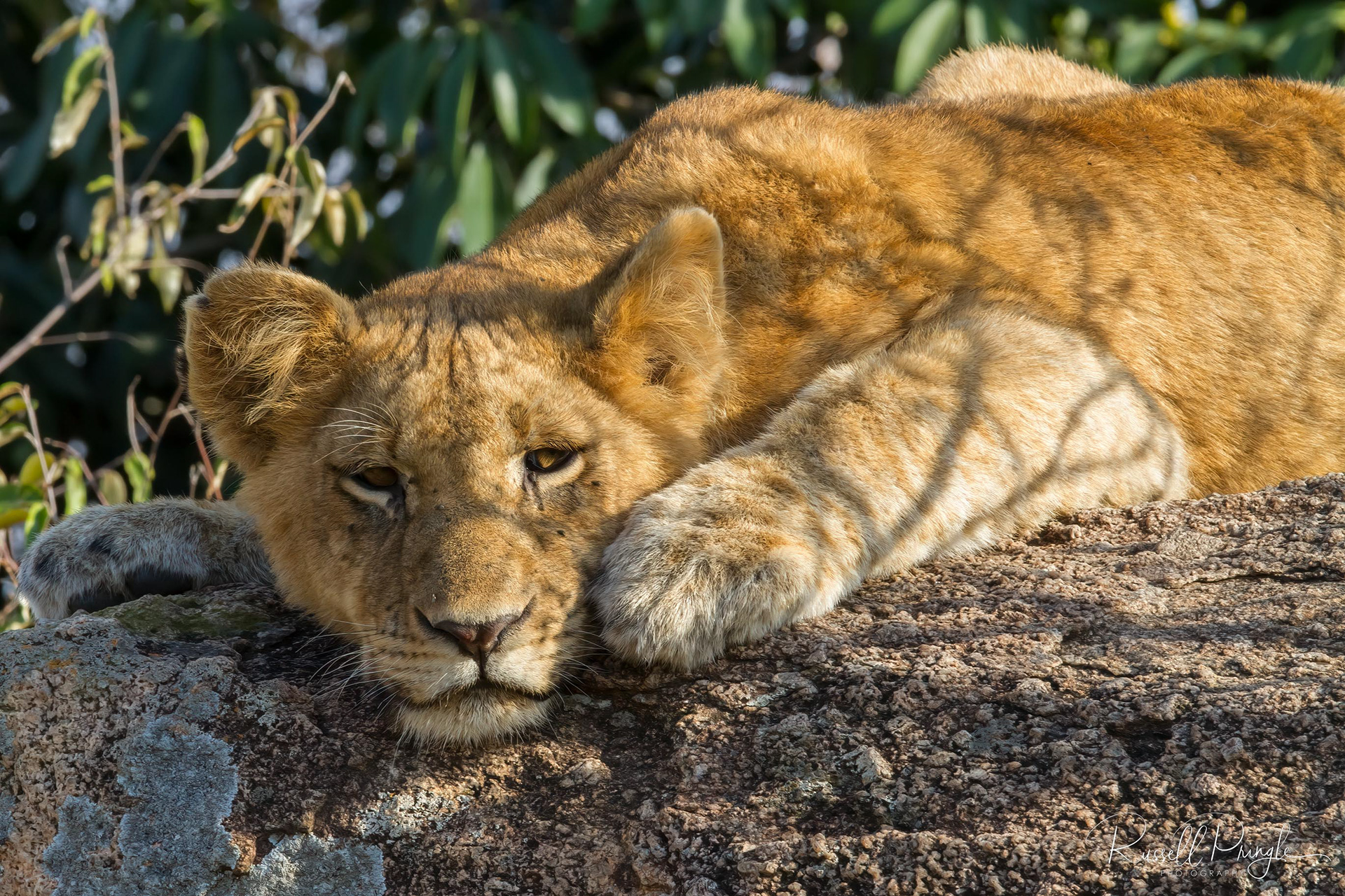 Lion-Serengeti