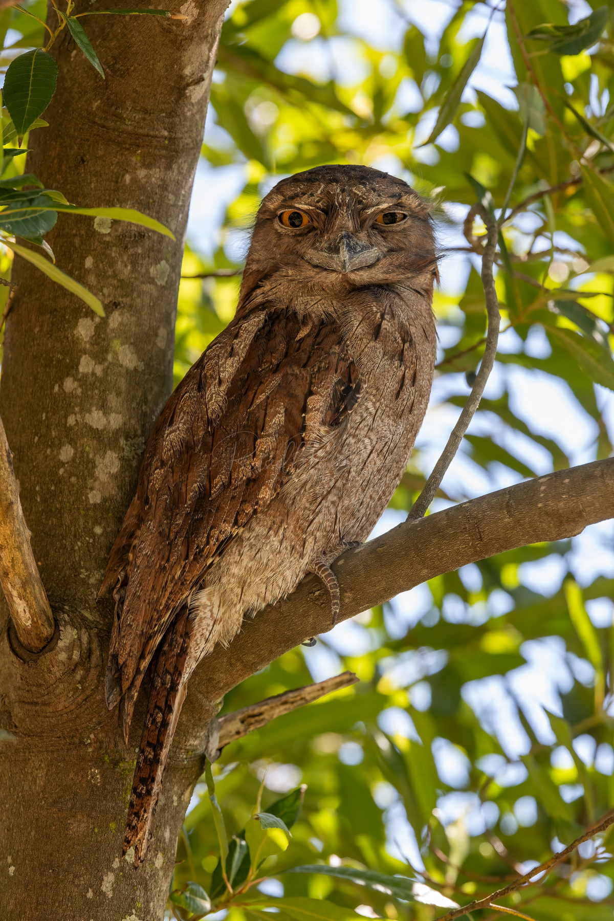 Tawny Frogmouth