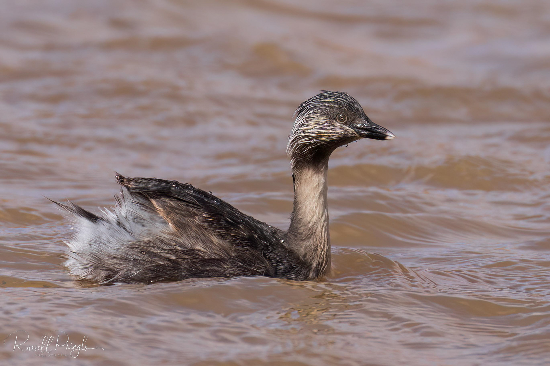 Horay-headed Grebe