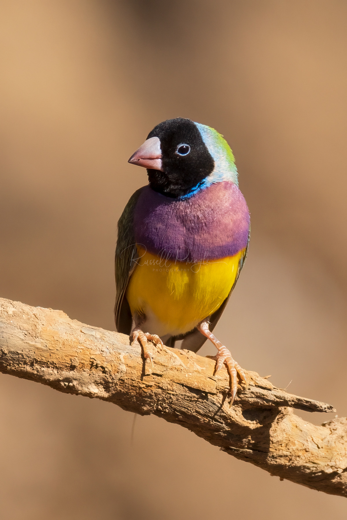 Gouldian Finch. Black headed (male)