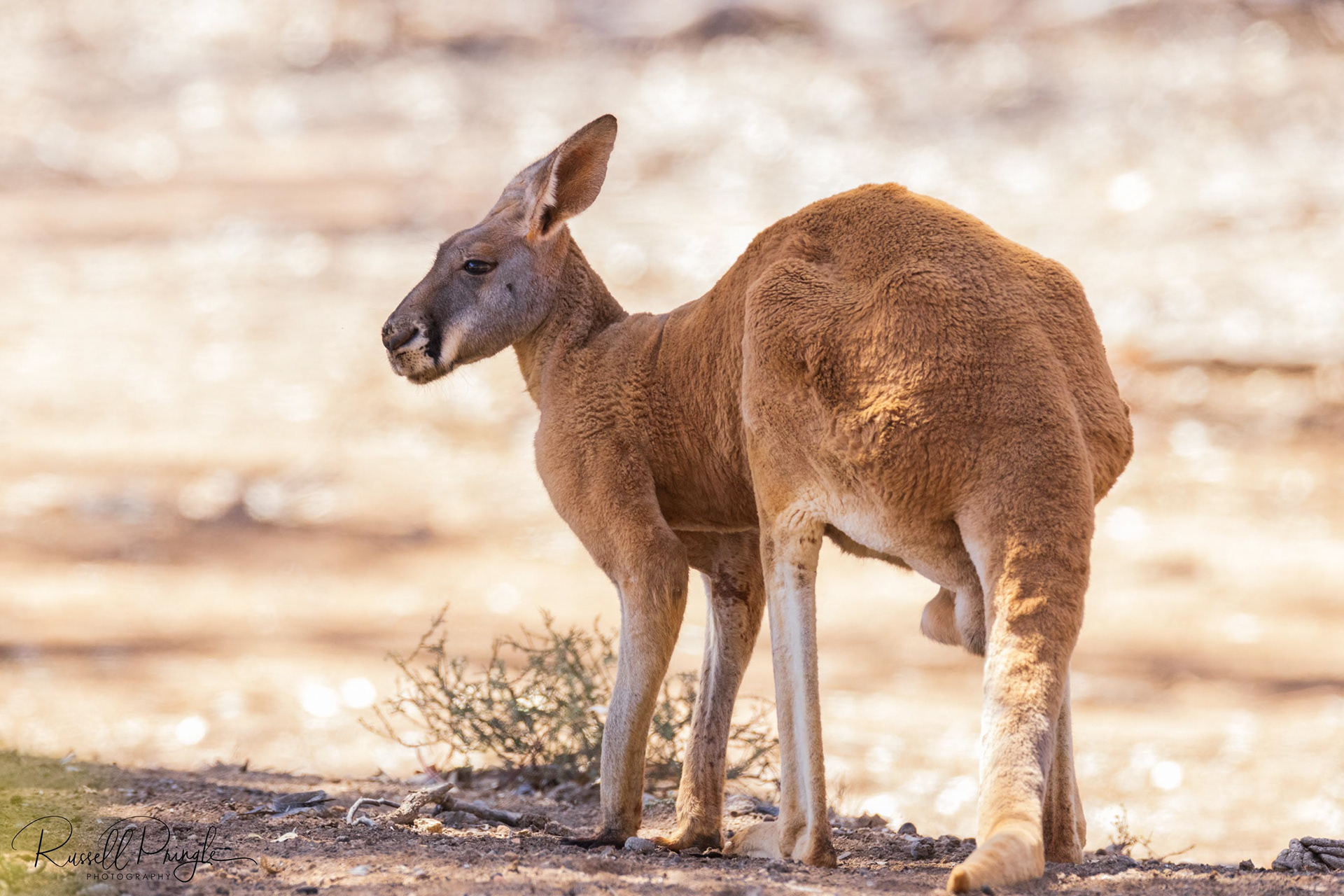 Red Kangaroo (Male)