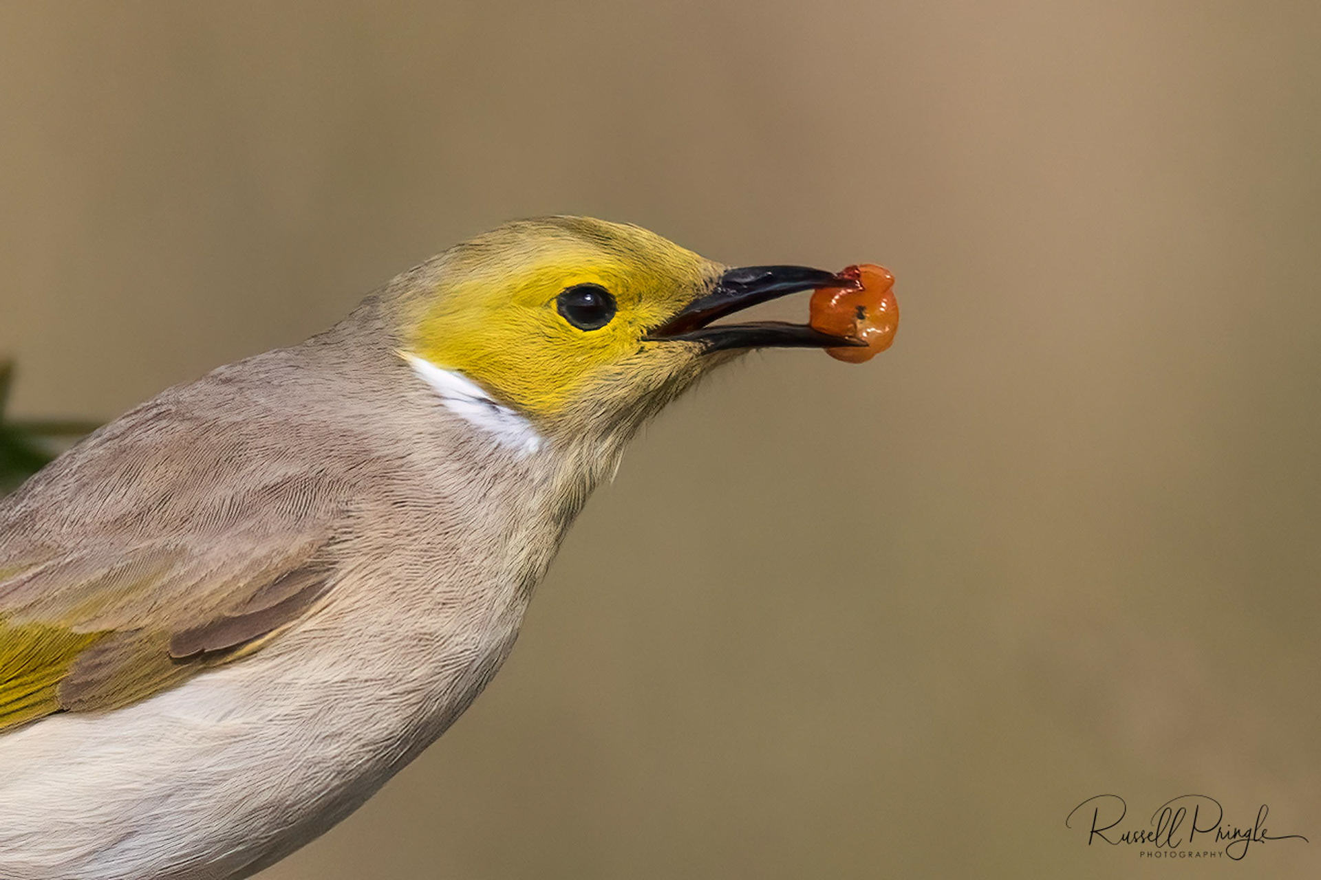 White-plumed Honeyeater
