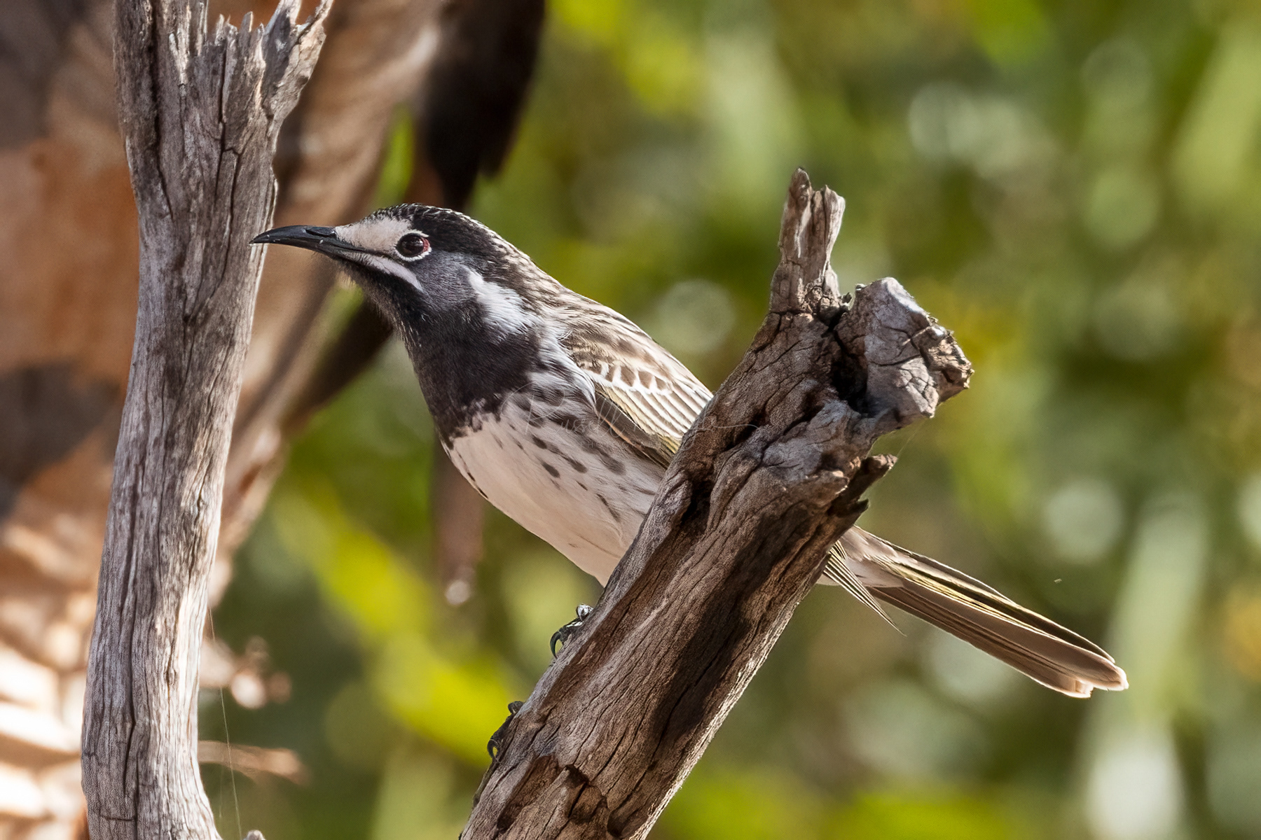 White-fronted Honeyeater