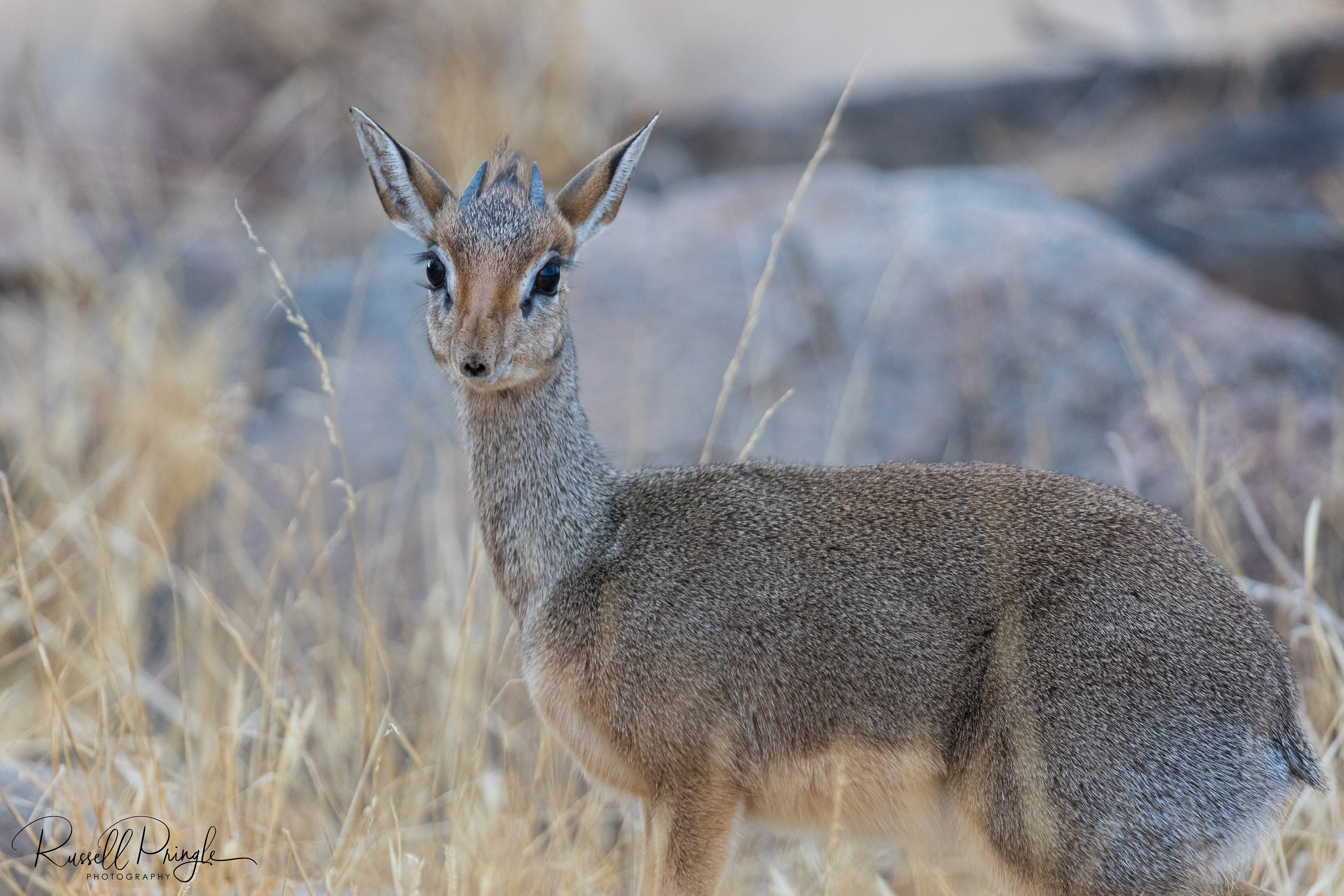 Klipspringer-Serengeti